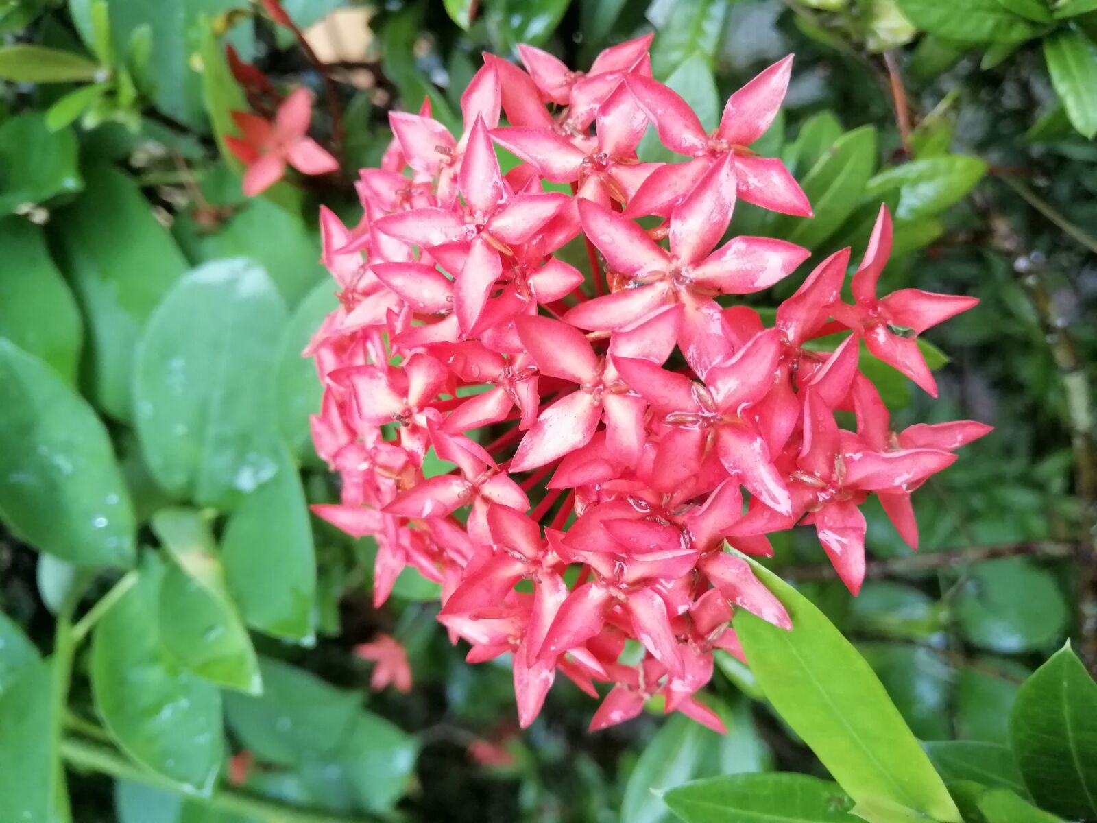 HUAWEI nova 3i sample photo. Flower, natural, nature photography