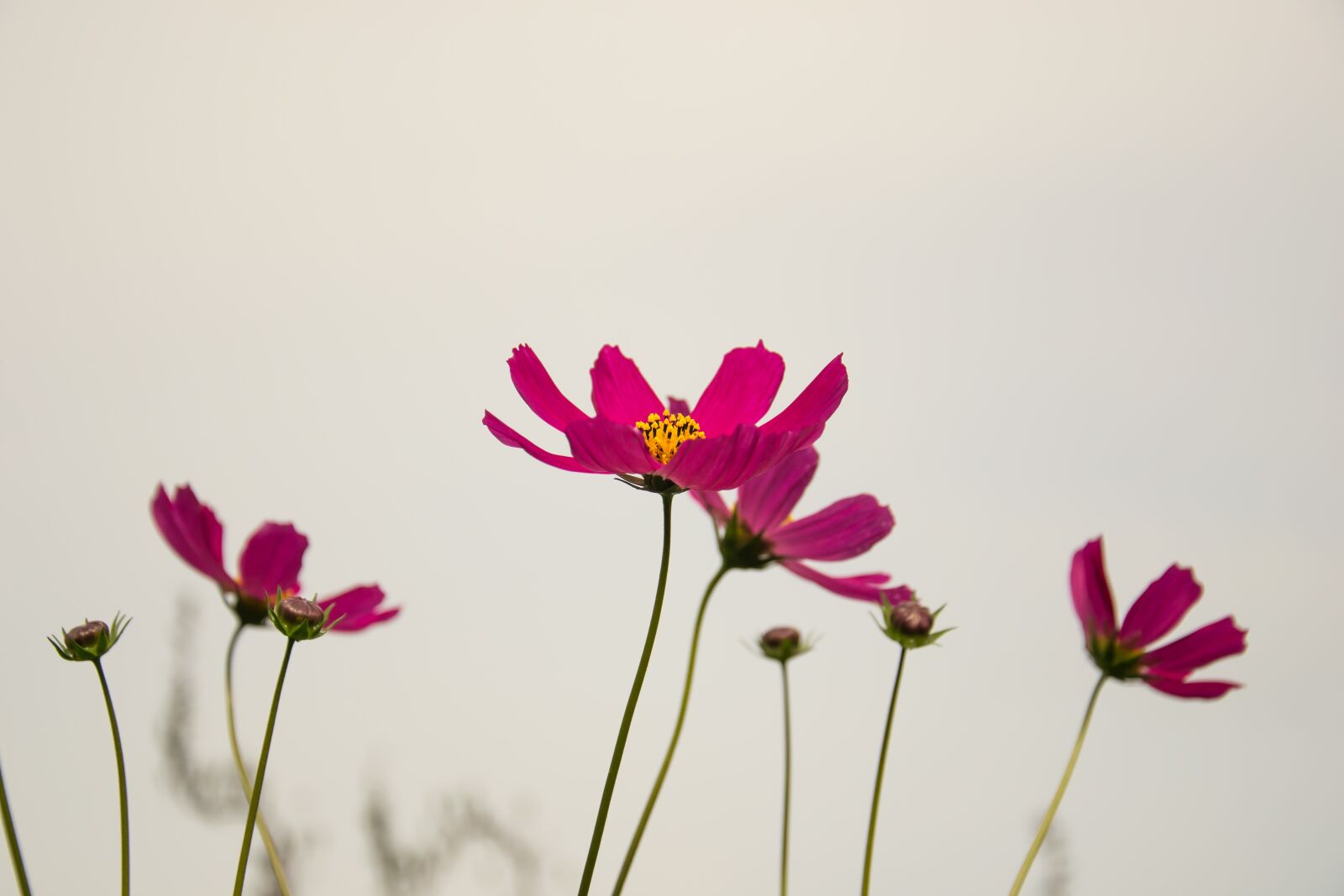 Nikon D3100 sample photo. Flowers, cosmos, plant photography