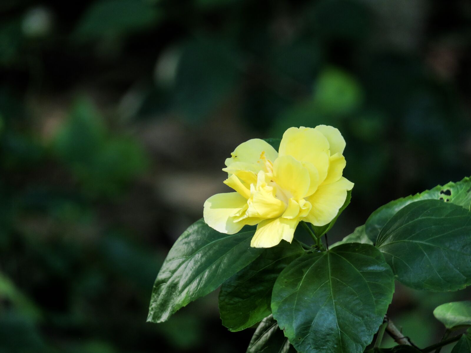 Canon PowerShot G3 X sample photo. Plant, nature, flower photography