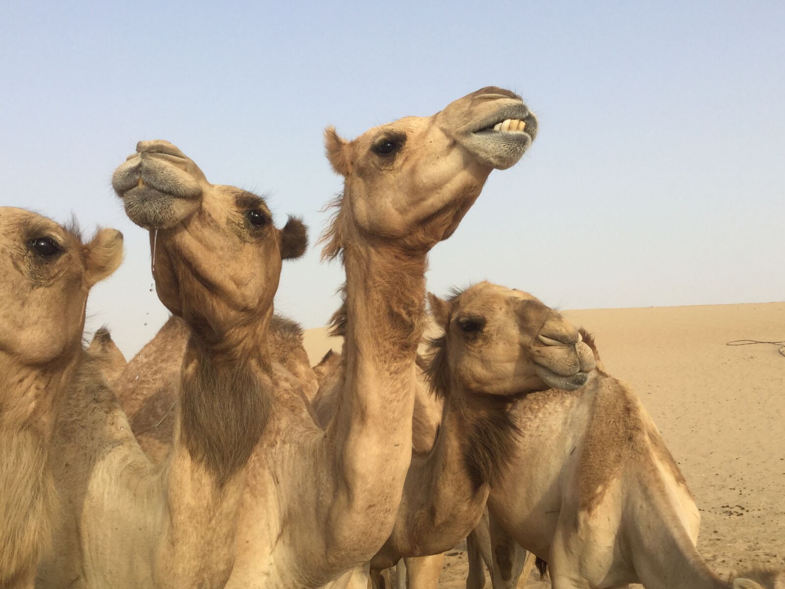 Apple iPad mini 4 sample photo. Camels, desert, abu dhabi photography