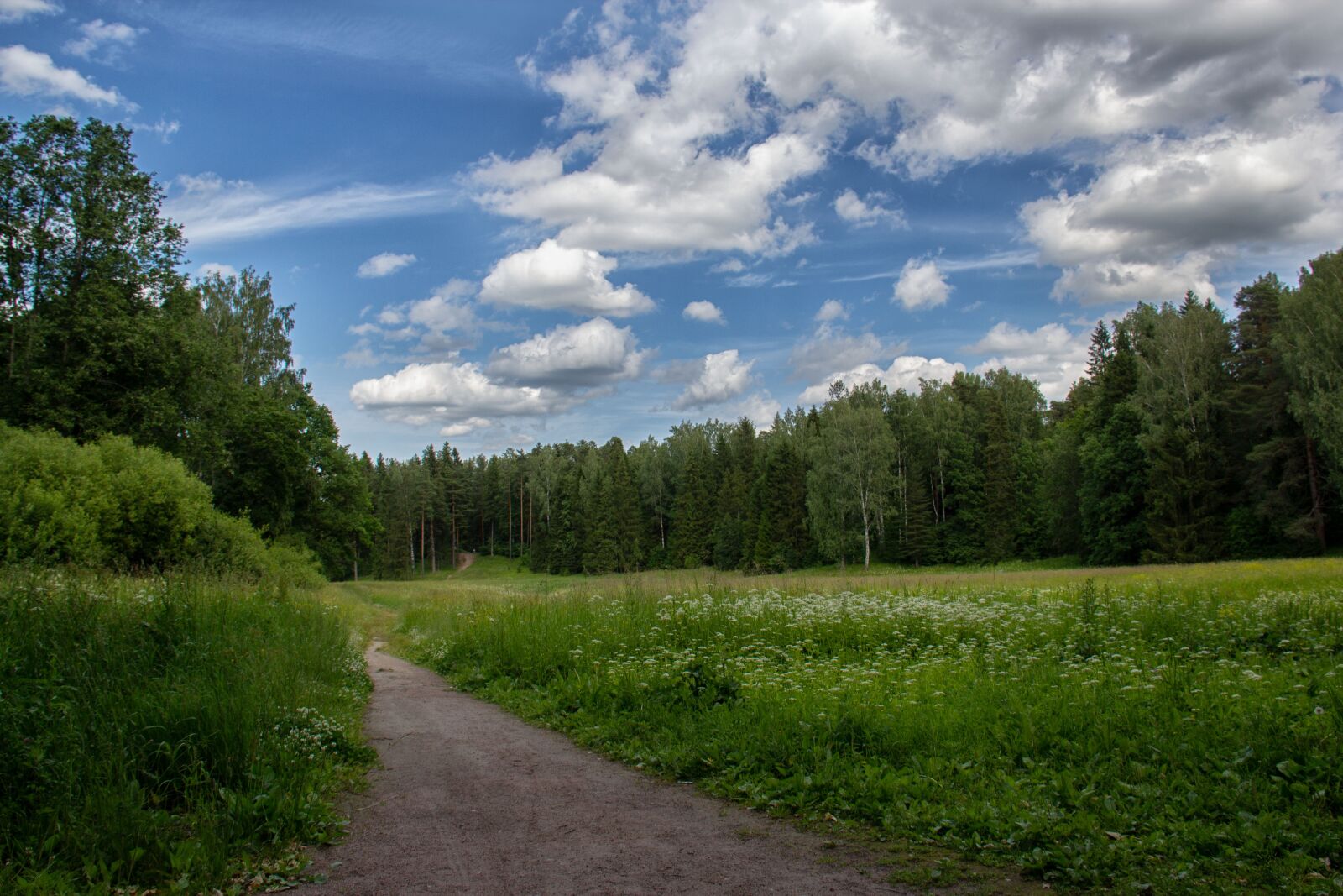 Canon EOS 600D (Rebel EOS T3i / EOS Kiss X5) sample photo. Sky, clouds, forest photography