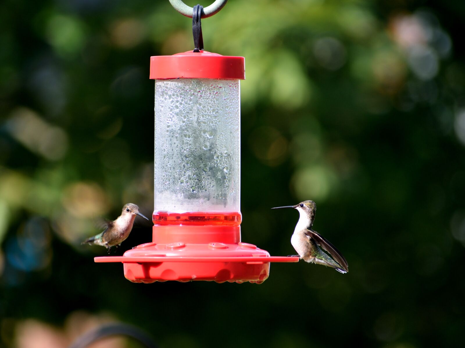 Nikon D3300 sample photo. Hummingbird, feeder, wildlife photography