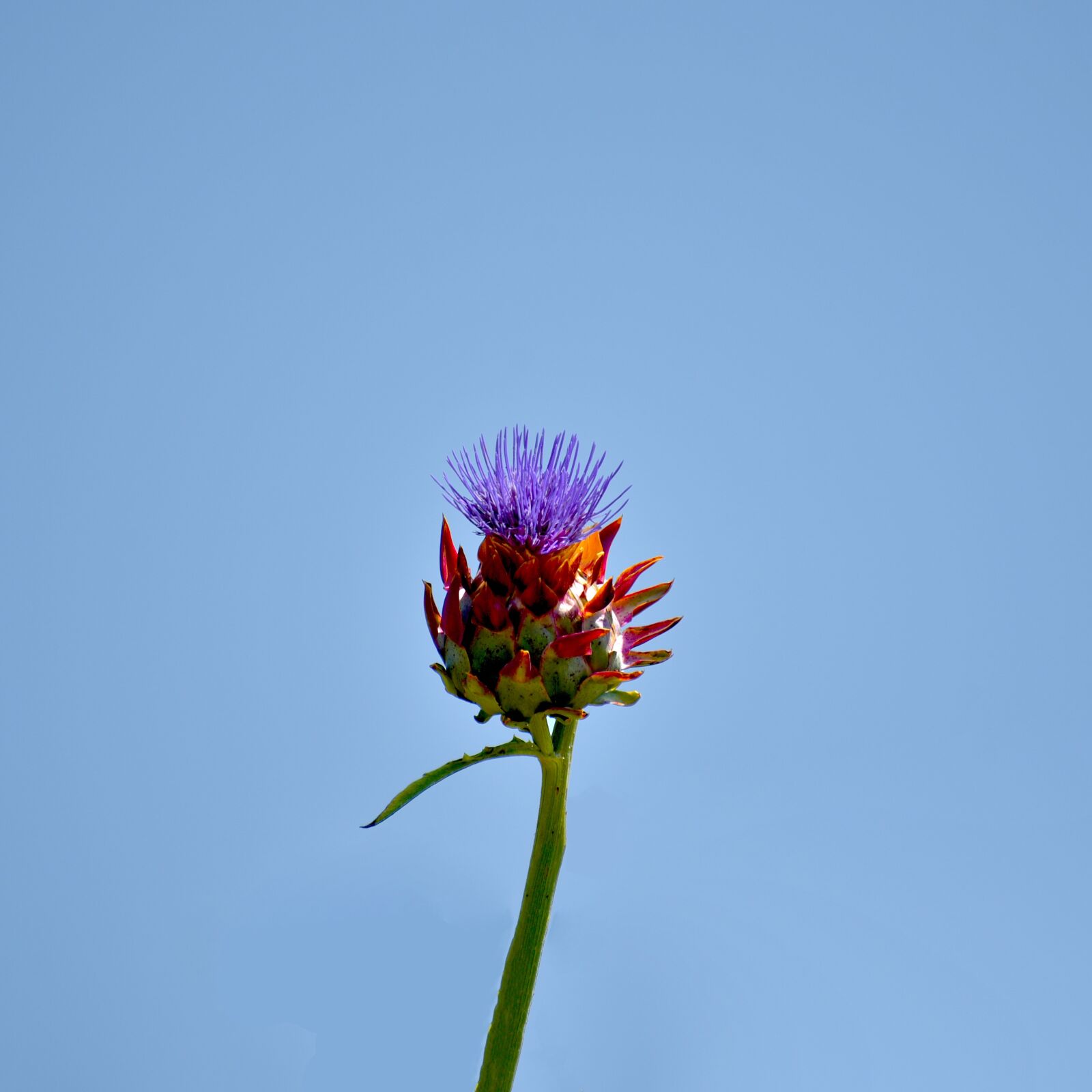 Nikon D750 sample photo. Blue, purple, bloom photography