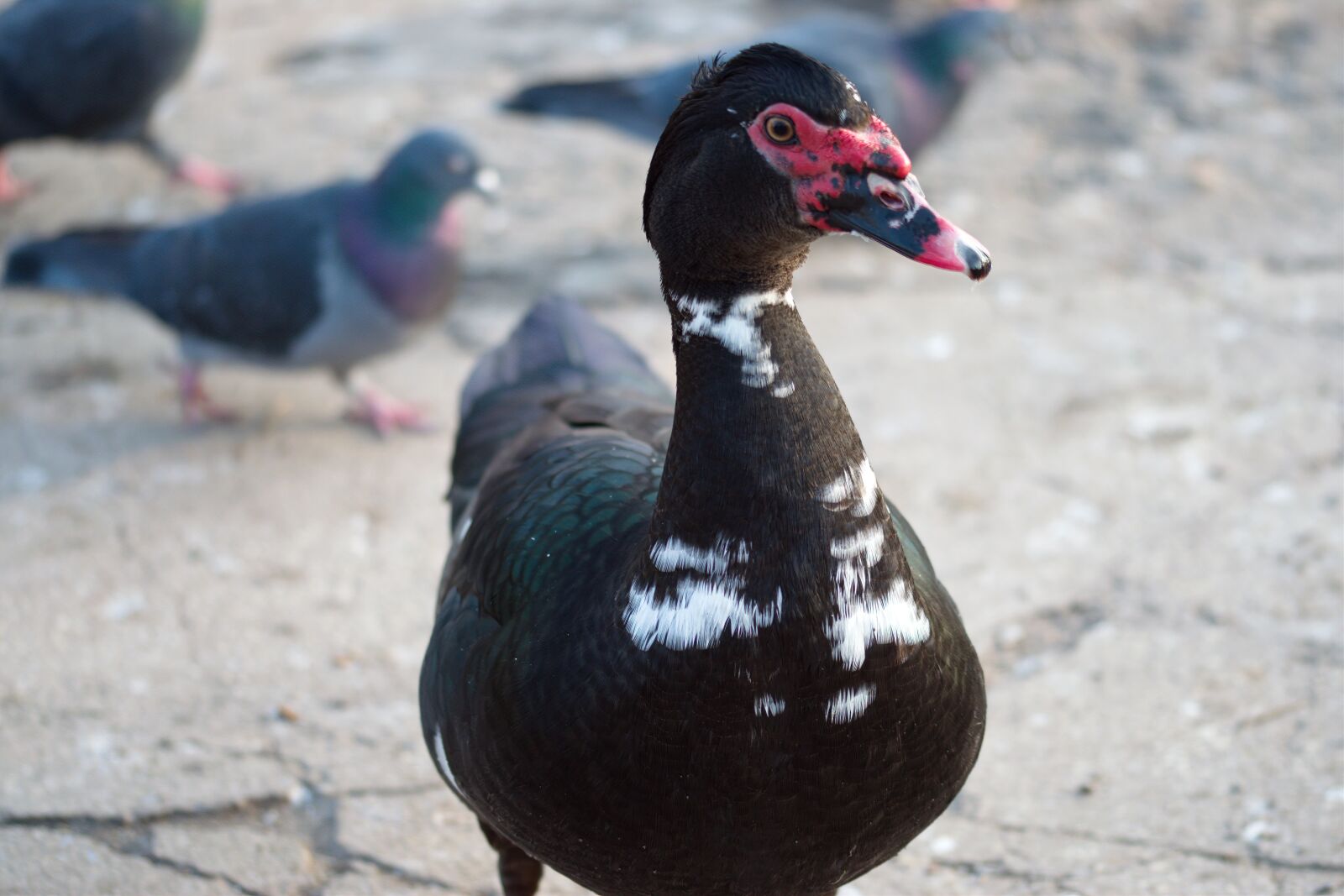 Nikon D5300 sample photo. Bird, duck, moving photography
