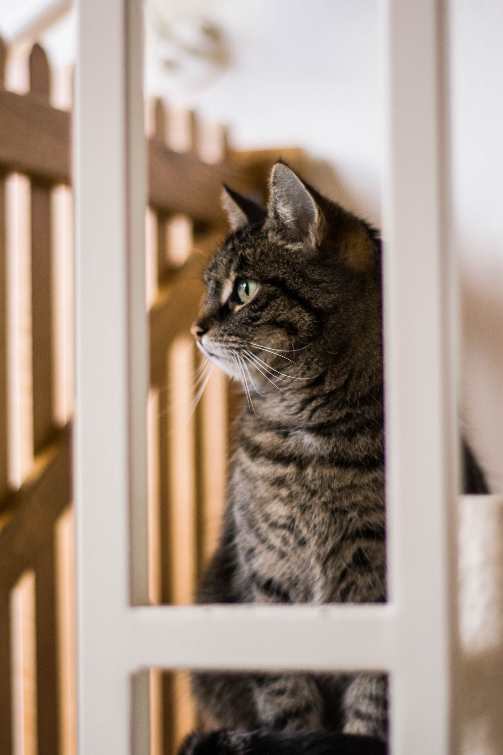 Canon EOS M50 (EOS Kiss M) sample photo. Cat, animals, kitten photography