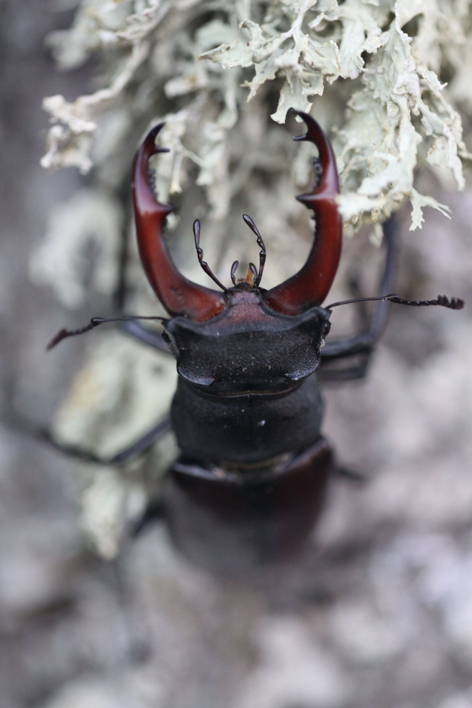 Canon EOS 50D sample photo. Insect, beetle, lucanus photography