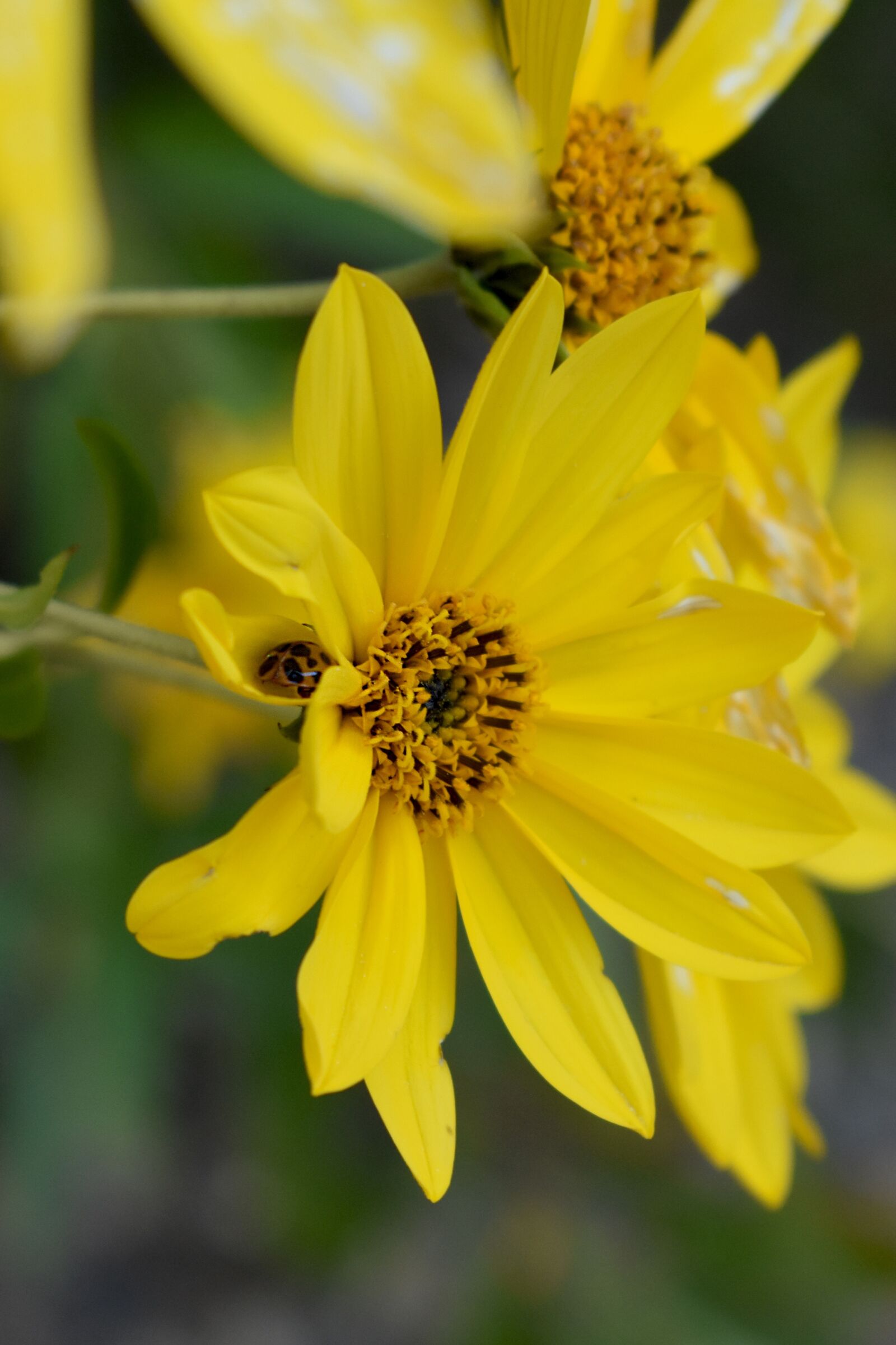 Nikon D3400 sample photo. Sunflower, autumn, flower photography