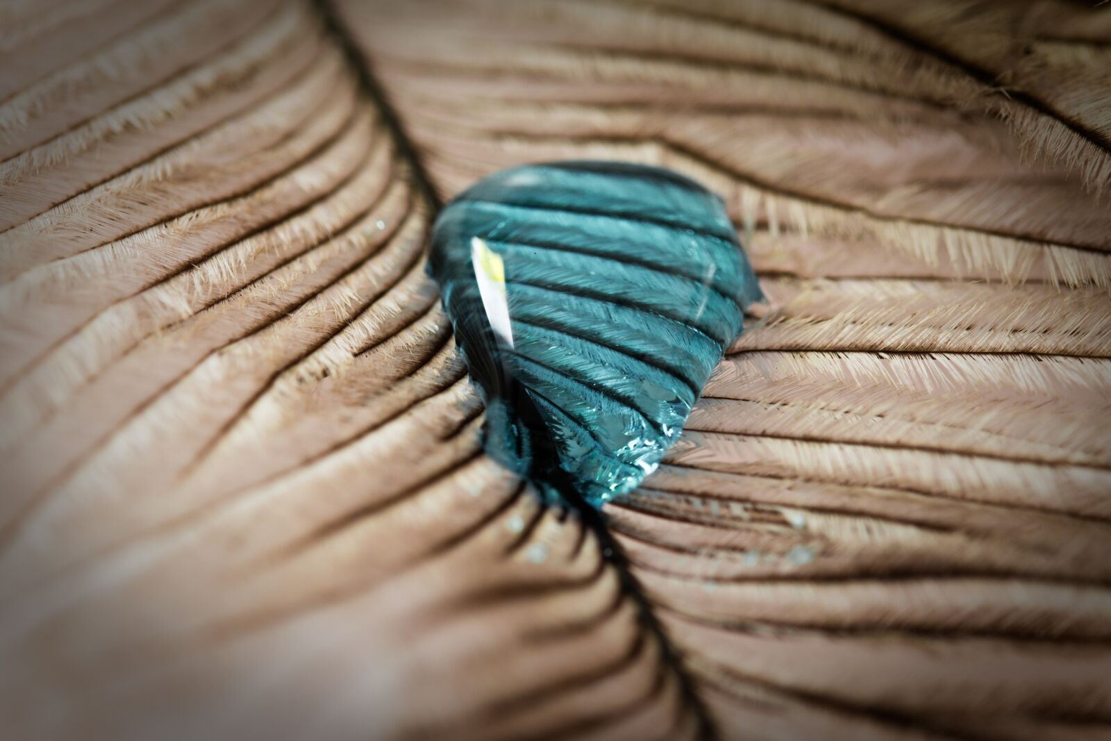 Canon EOS 70D sample photo. Ostrich feather, drip, feather photography