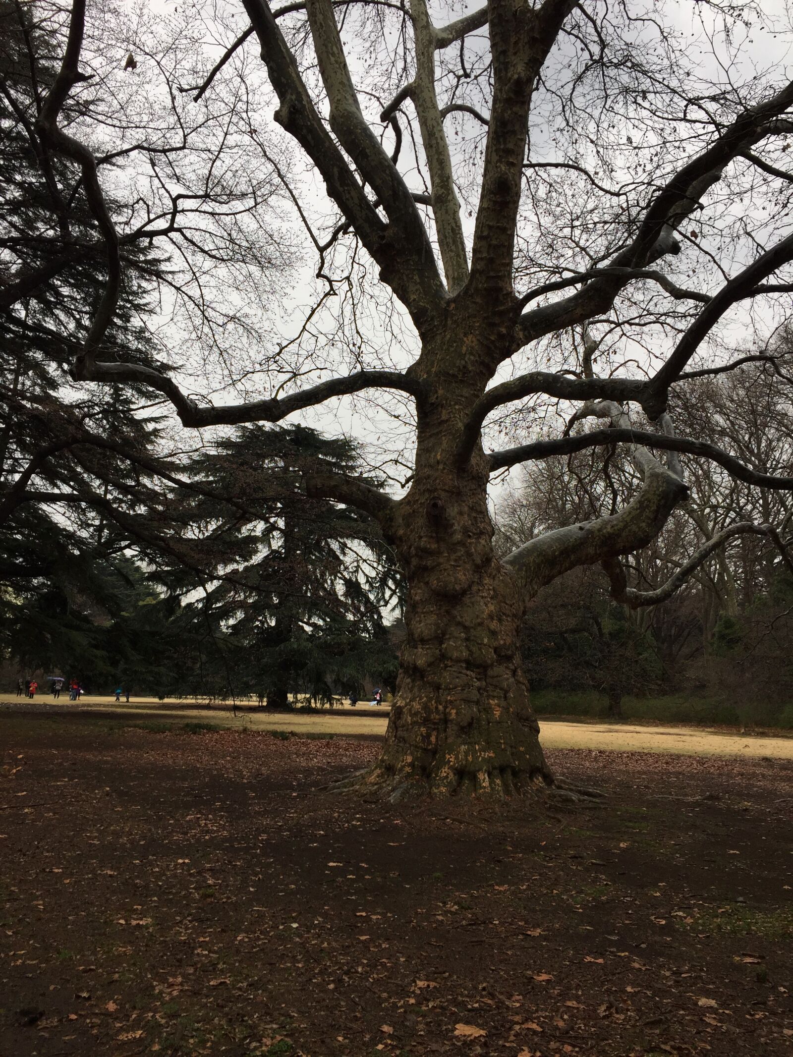 iPhone 6 back camera 4.15mm f/2.2 sample photo. Tokyo, park, japan photography