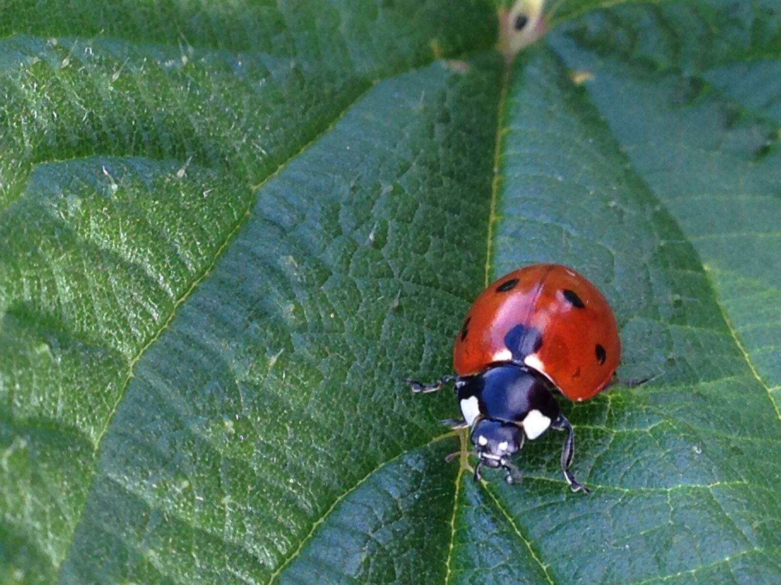 iPhone 5 back camera 4.12mm f/2.4 sample photo. Ladybug, spring, nature photography