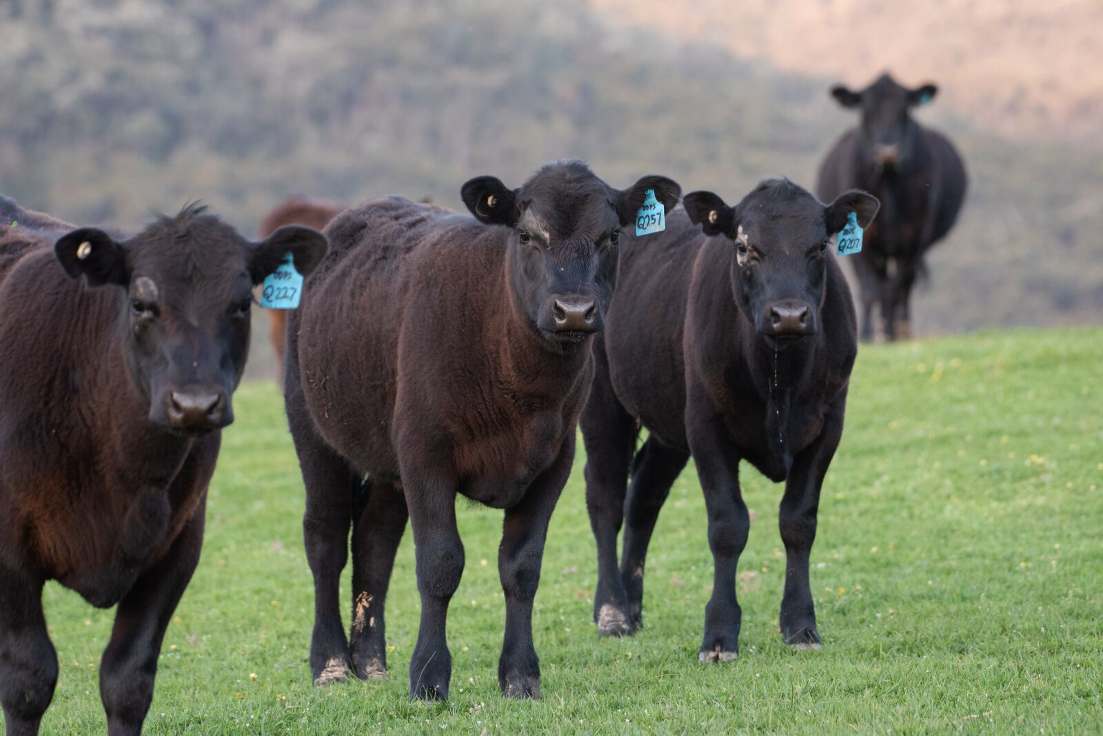 Nikon D750 sample photo. Cow, black angus, farm photography