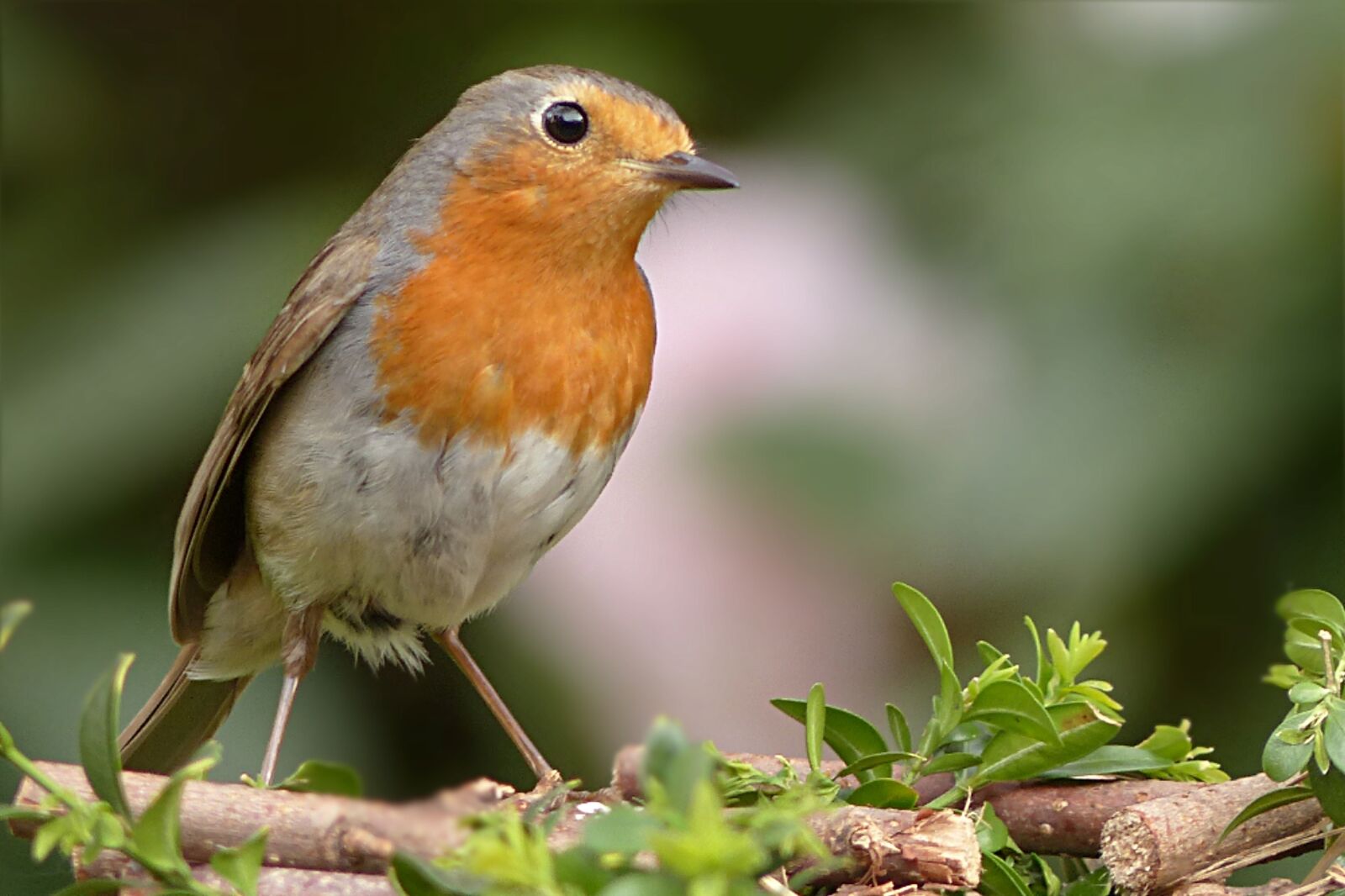 Panasonic Lumix DMC-FZ200 sample photo. Robin, erithacus rubecula, bird photography