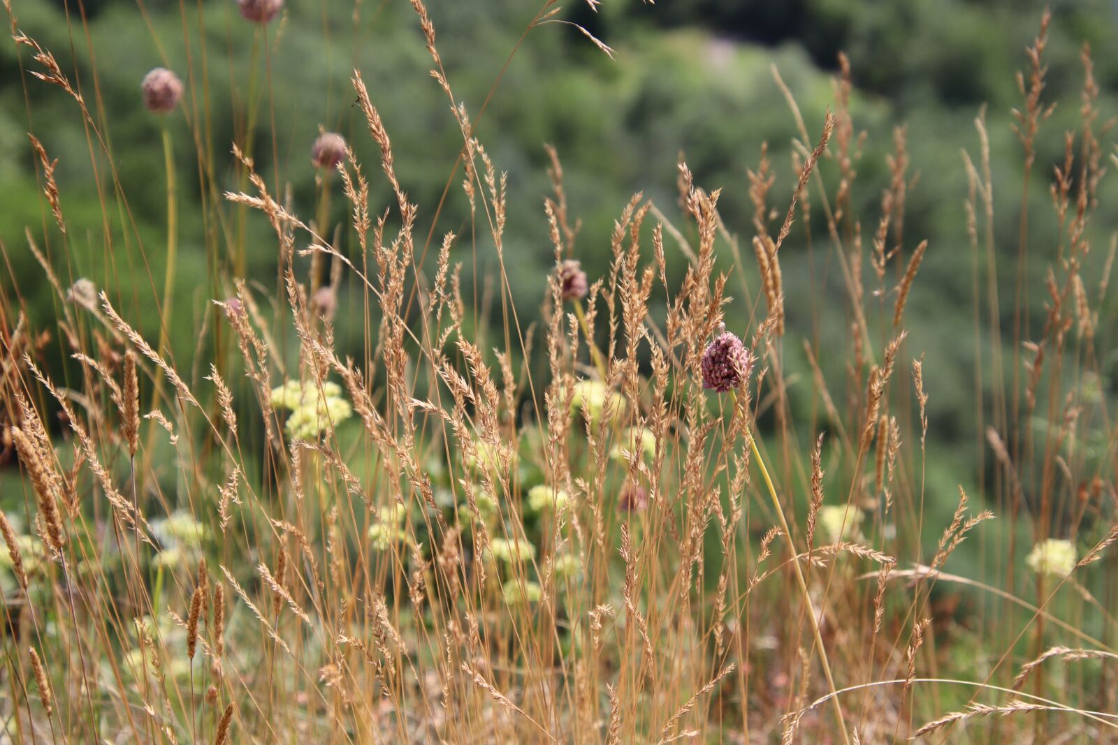 Canon EOS 800D (EOS Rebel T7i / EOS Kiss X9i) sample photo. Wild herbs, pre, prairie photography