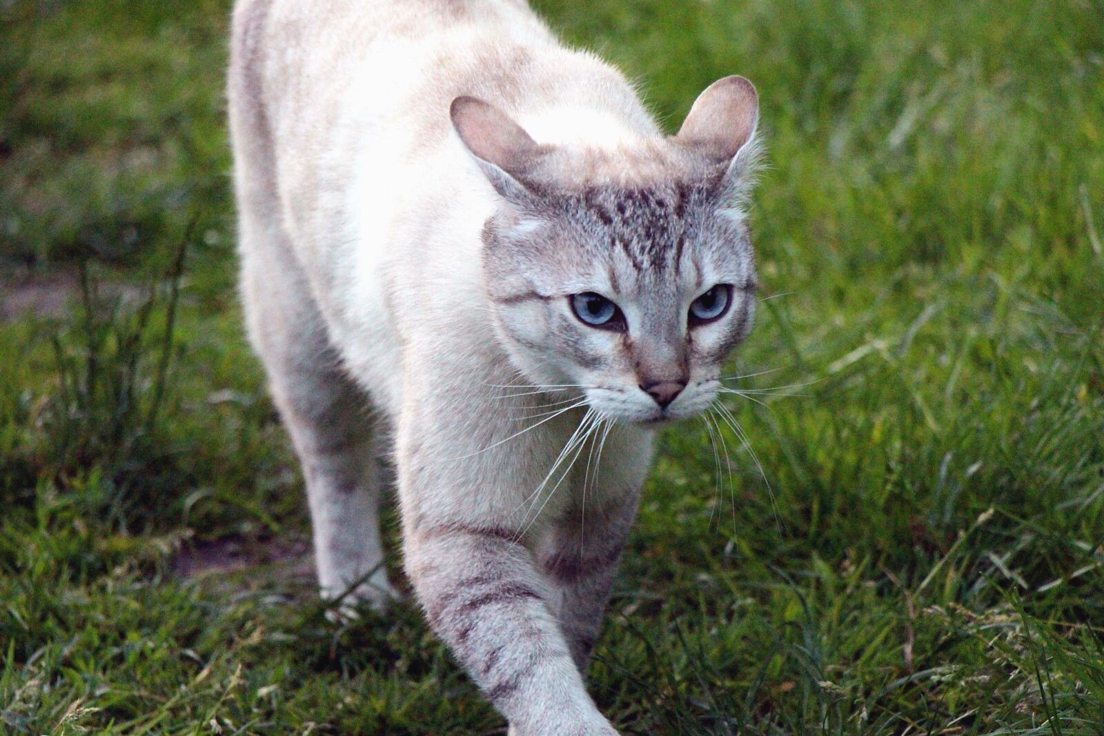 Canon EOS 700D (EOS Rebel T5i / EOS Kiss X7i) sample photo. Cat, animal, fur, pet photography