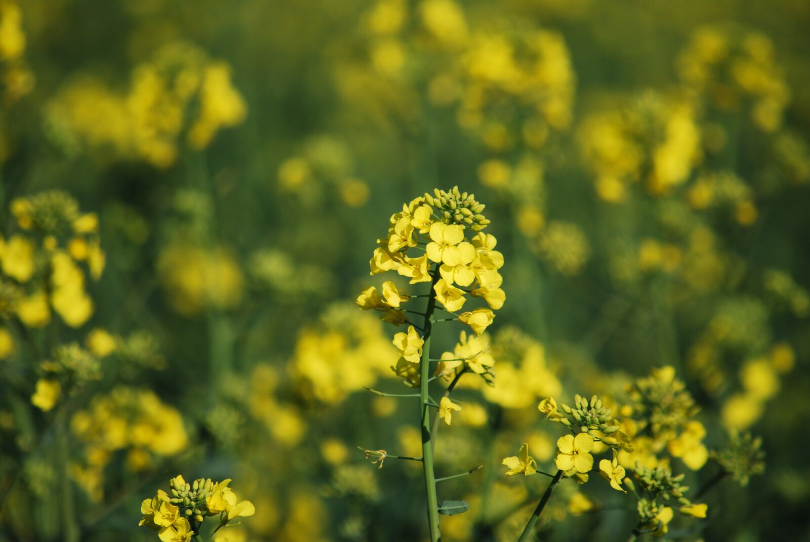Nikon D60 sample photo. Rapeseed, blur, nature photography
