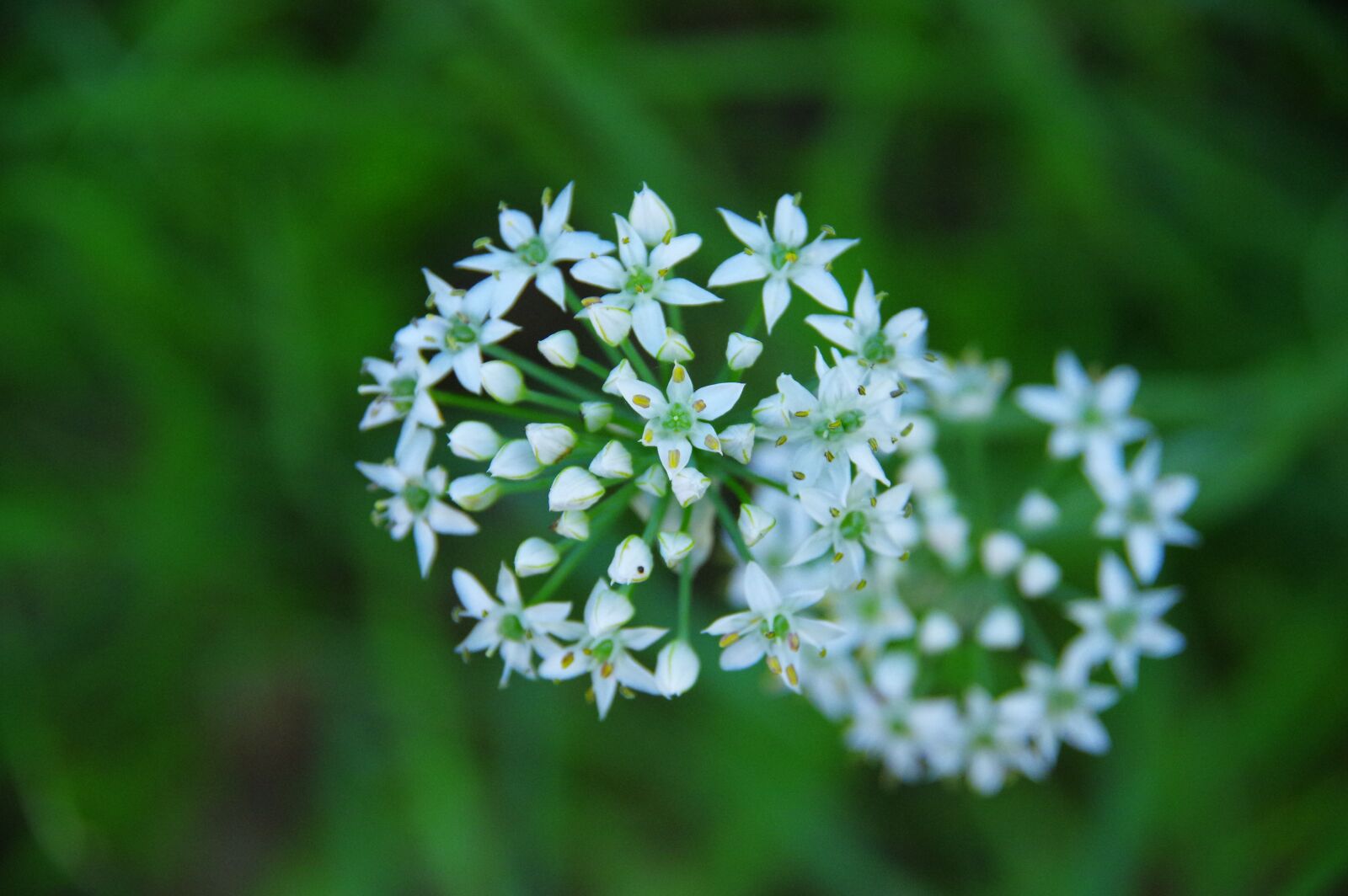 Pentax K-3 sample photo. Chives, white flower, spring photography