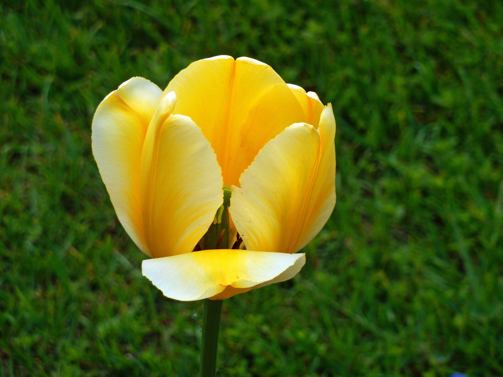 Panasonic DMC-TZ7 sample photo. Flower, blossom, bloom photography