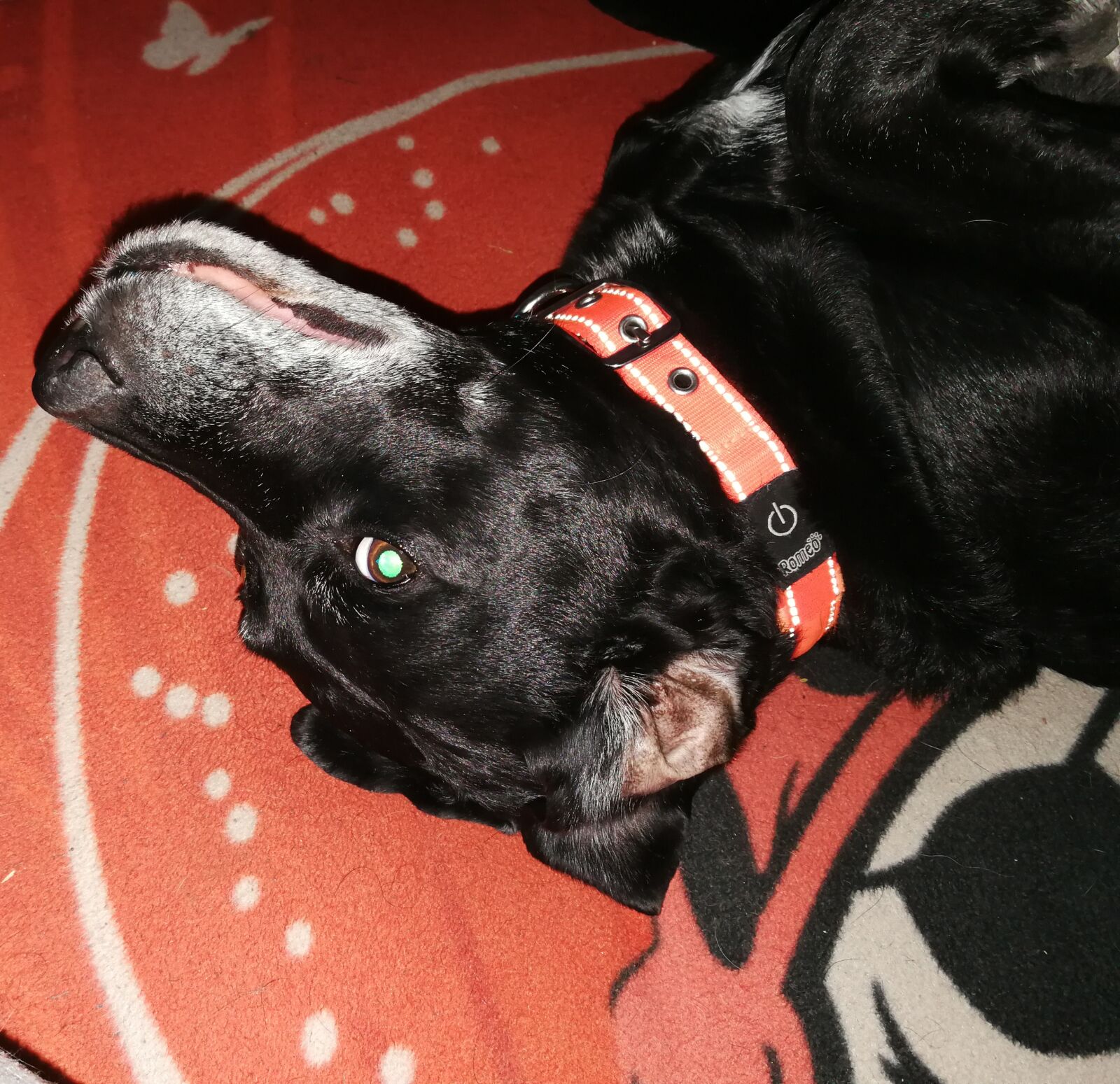 HUAWEI P10 sample photo. Bitch, black, snout photography