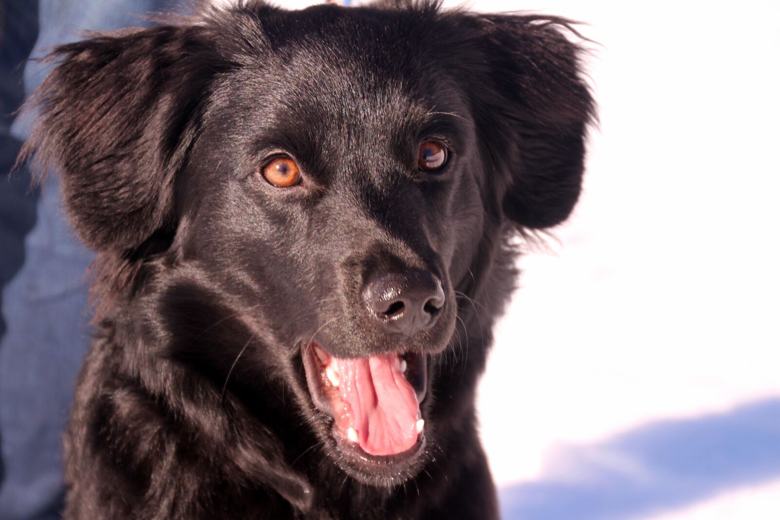 Canon EOS 700D (EOS Rebel T5i / EOS Kiss X7i) sample photo. Dog, dog portrait, dog photography