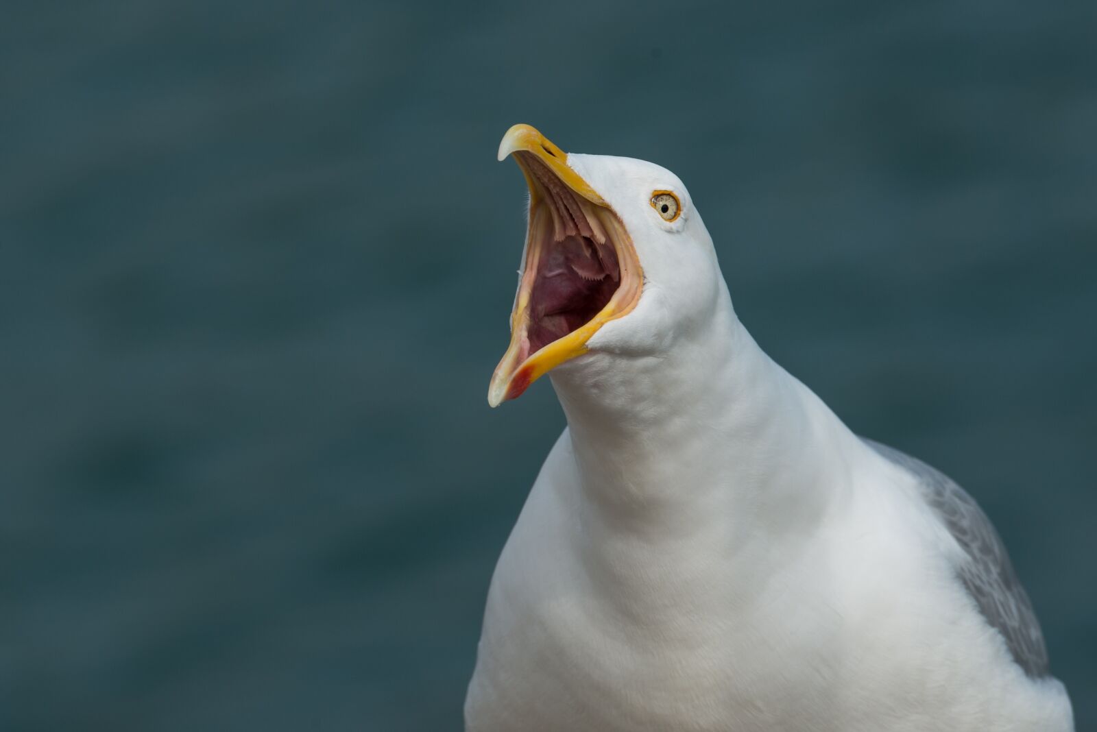 Nikon D800 sample photo. Gull, scream, screamer photography