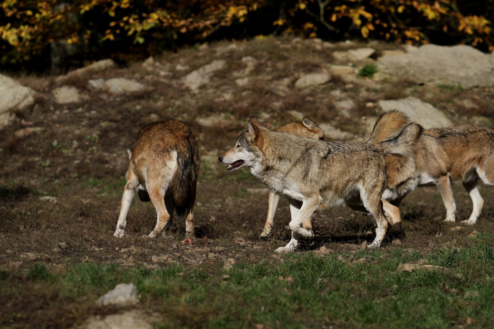 Canon EOS 7D + Canon EF 70-200mm F2.8L USM sample photo. Wolves, pack, predator photography
