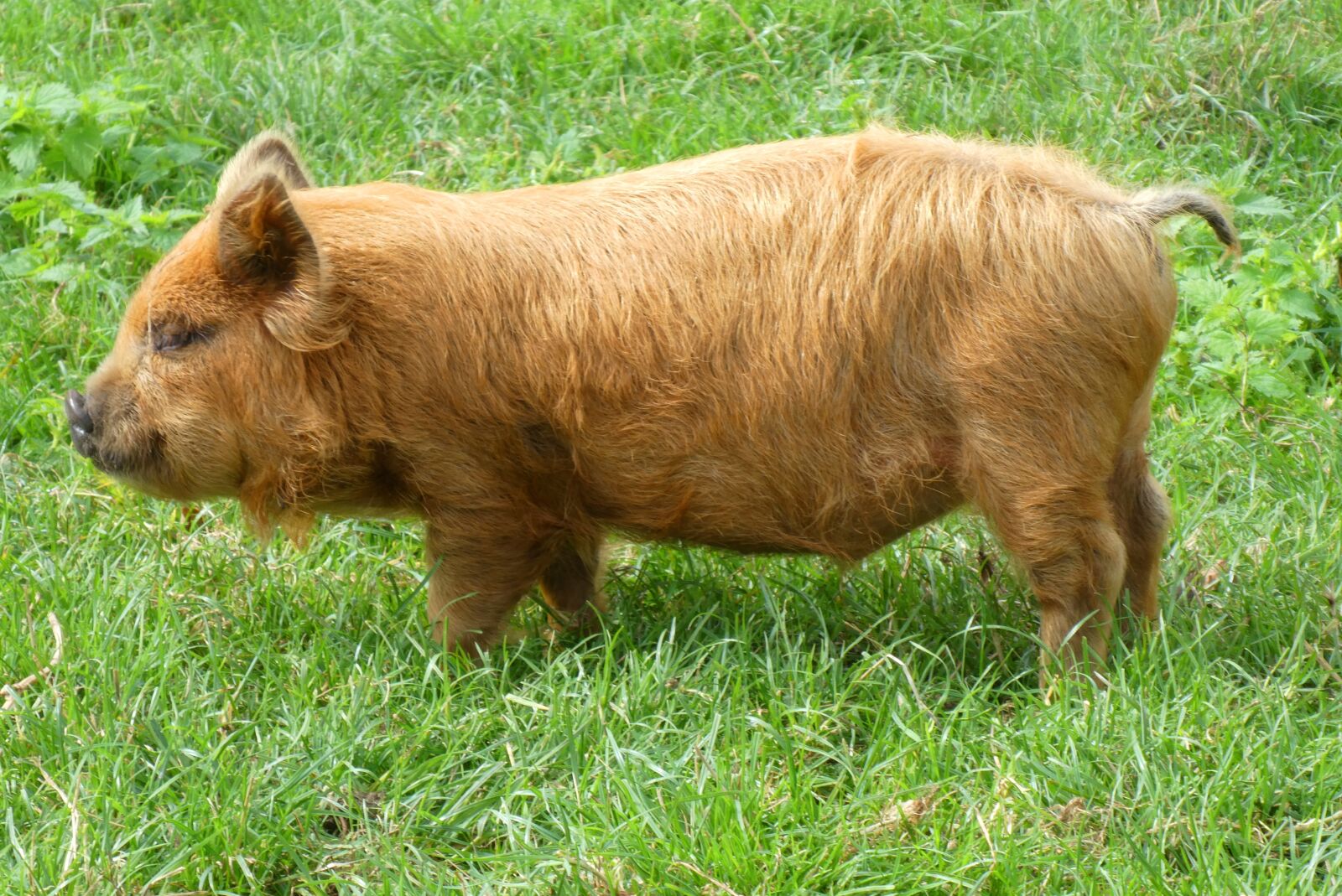 Panasonic Lumix DC-ZS70 (Lumix DC-TZ90) sample photo. Kune kune pigs, new photography