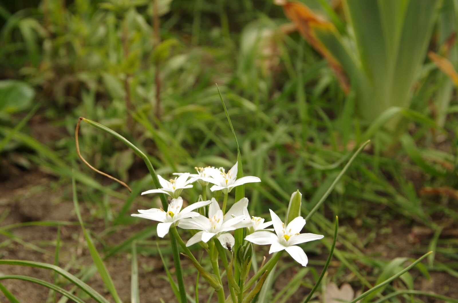 Pentax K-50 sample photo. Nature, plant, flower photography