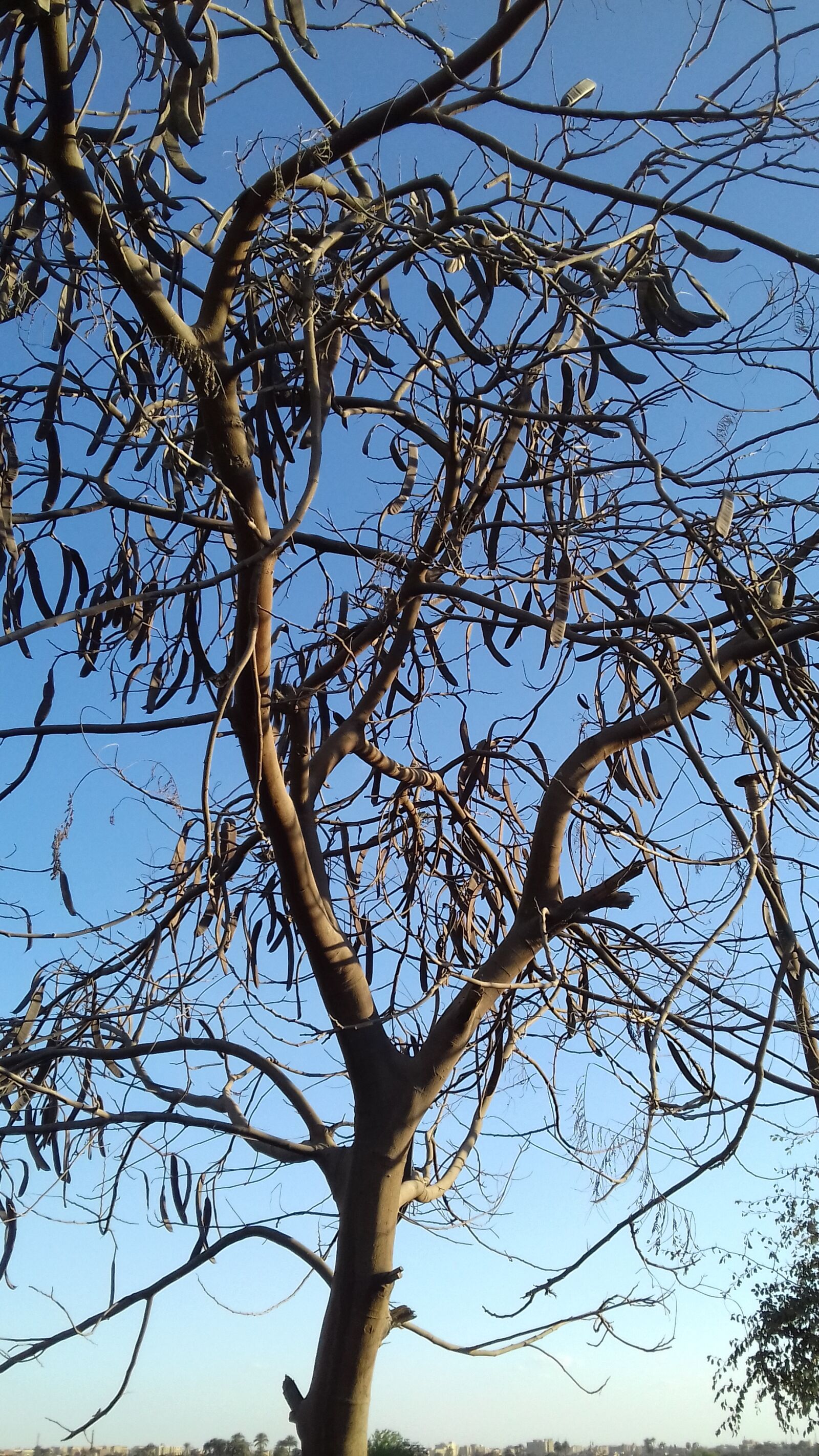 Samsung Galaxy Grand Prime sample photo