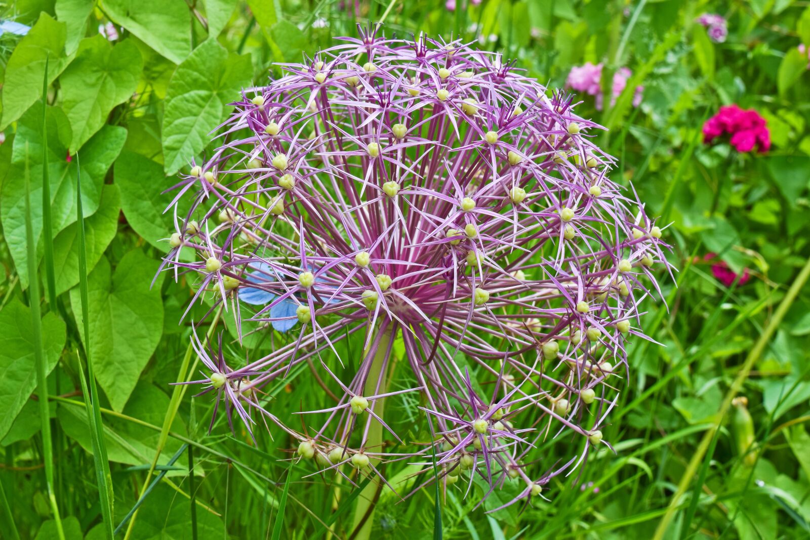 Nikon D3300 sample photo. Flower, plant, ornamental onion photography