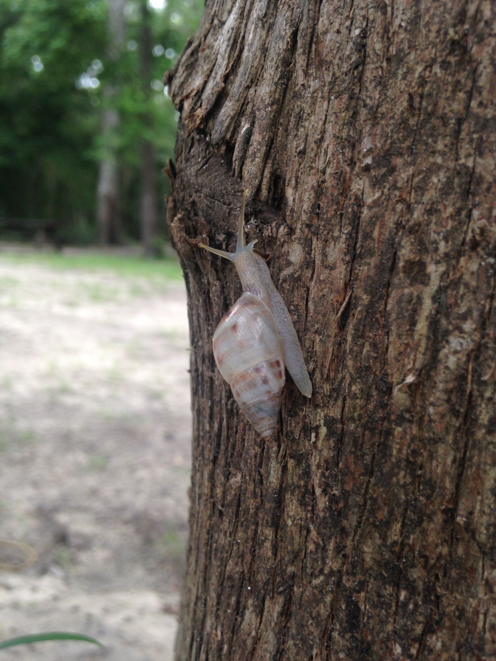 iPhone 5c back camera 4.12mm f/2.4 sample photo. Snail, tree, slow photography
