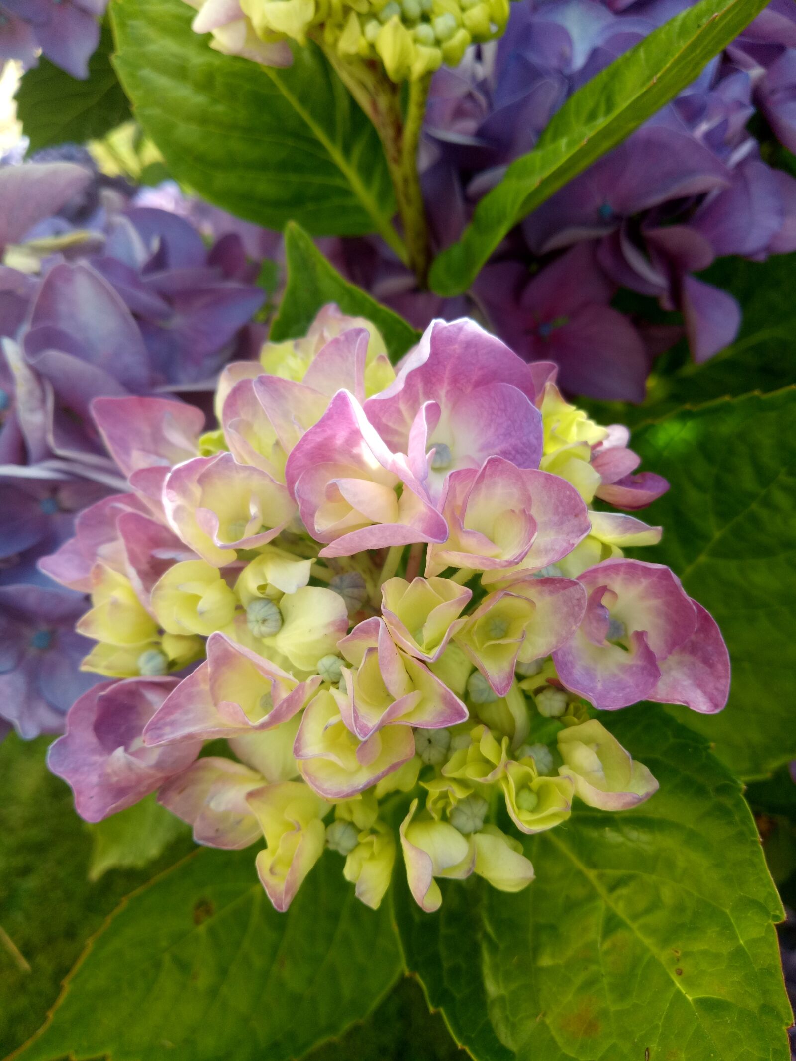 OPPO A1601 sample photo. Hydrangea, sheet, plant photography