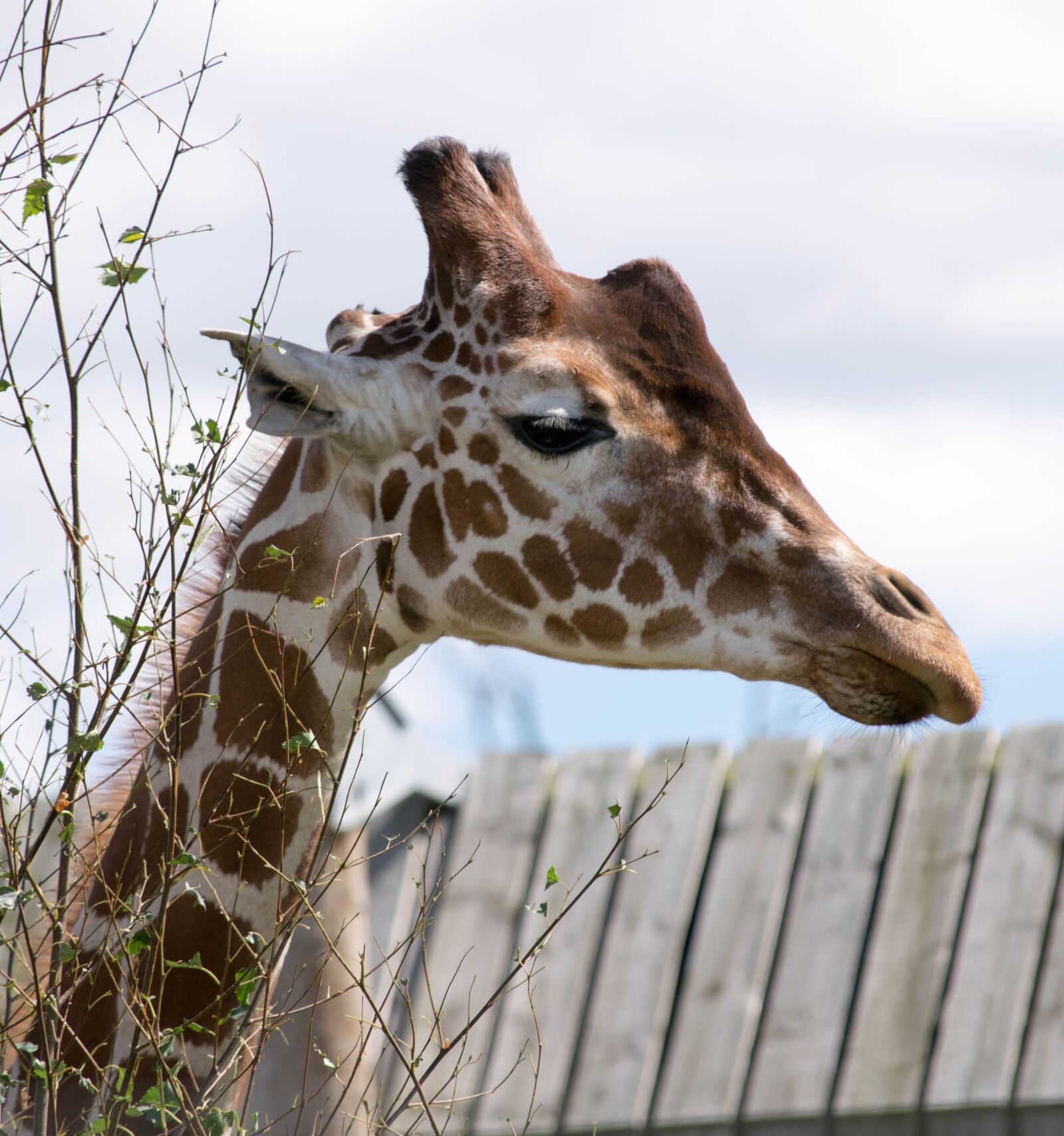 Nikon D3300 sample photo. Giraffe, head, zoo photography