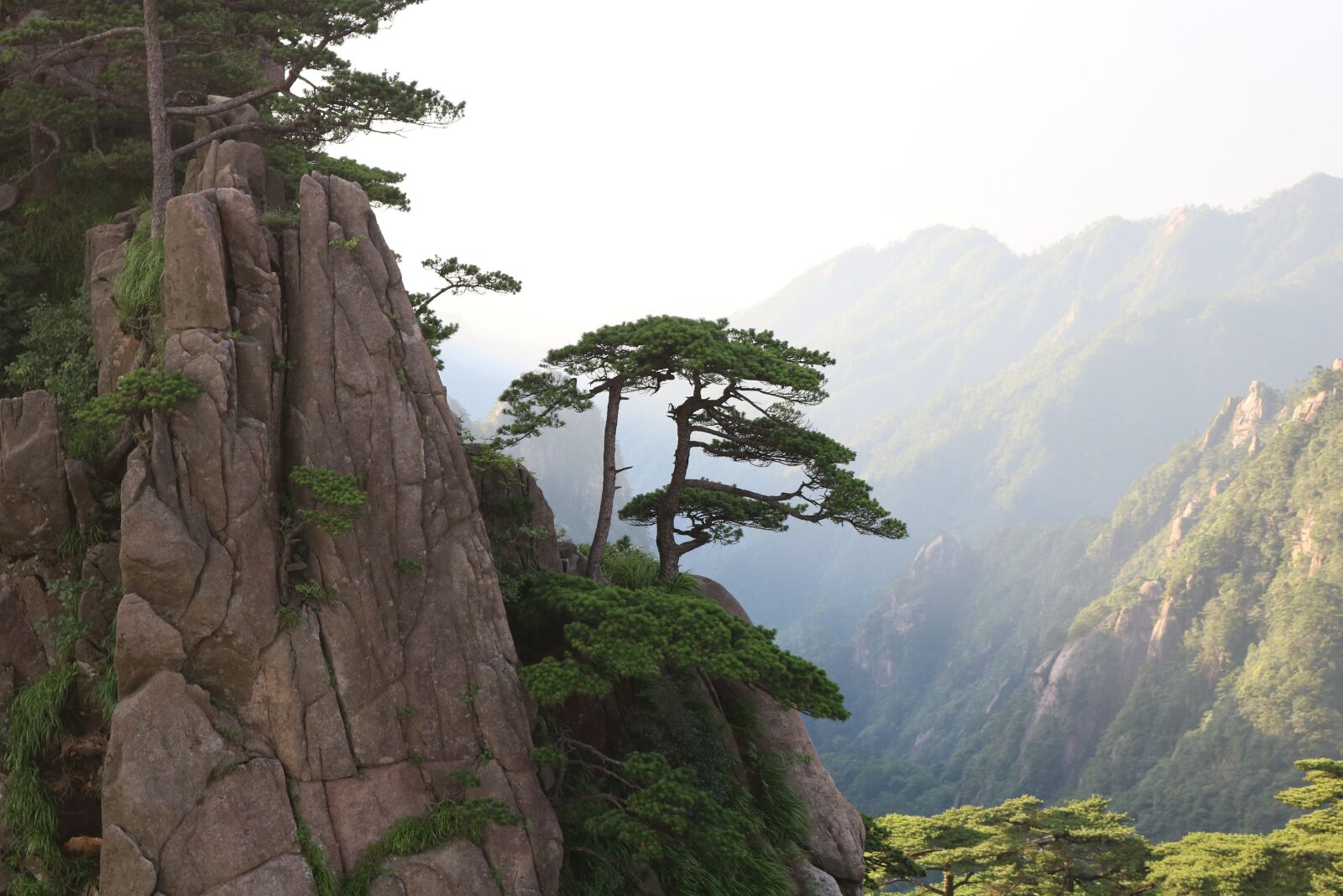 Canon EOS 750D (EOS Rebel T6i / EOS Kiss X8i) sample photo. Tree, valley, forest photography