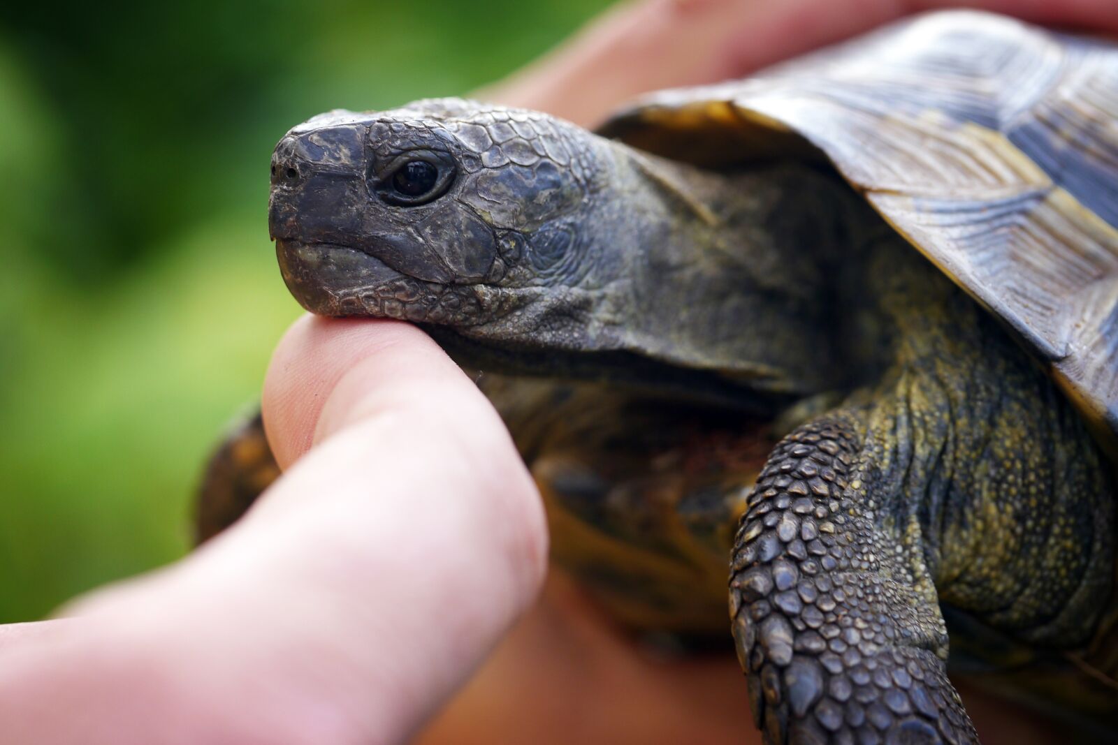 Panasonic Lumix DMC-G5 sample photo. Turtle, hand, tortoise photography