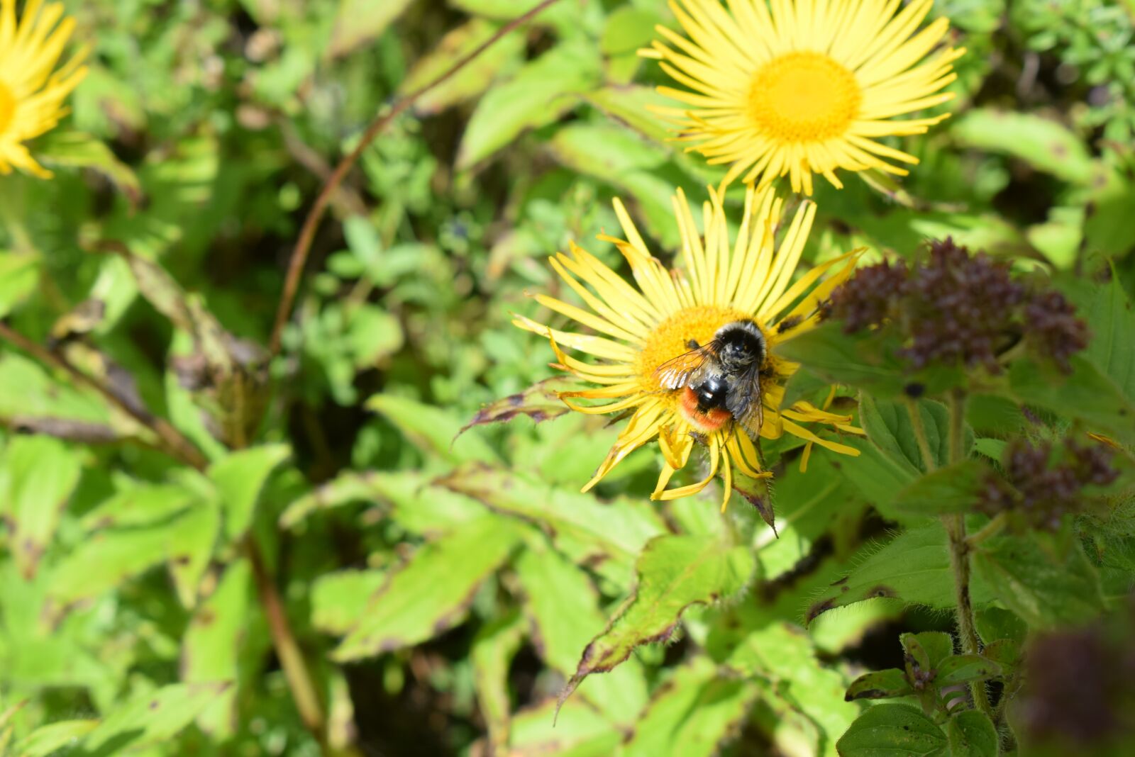 Nikon D5300 sample photo. Valley of flowers, valley photography