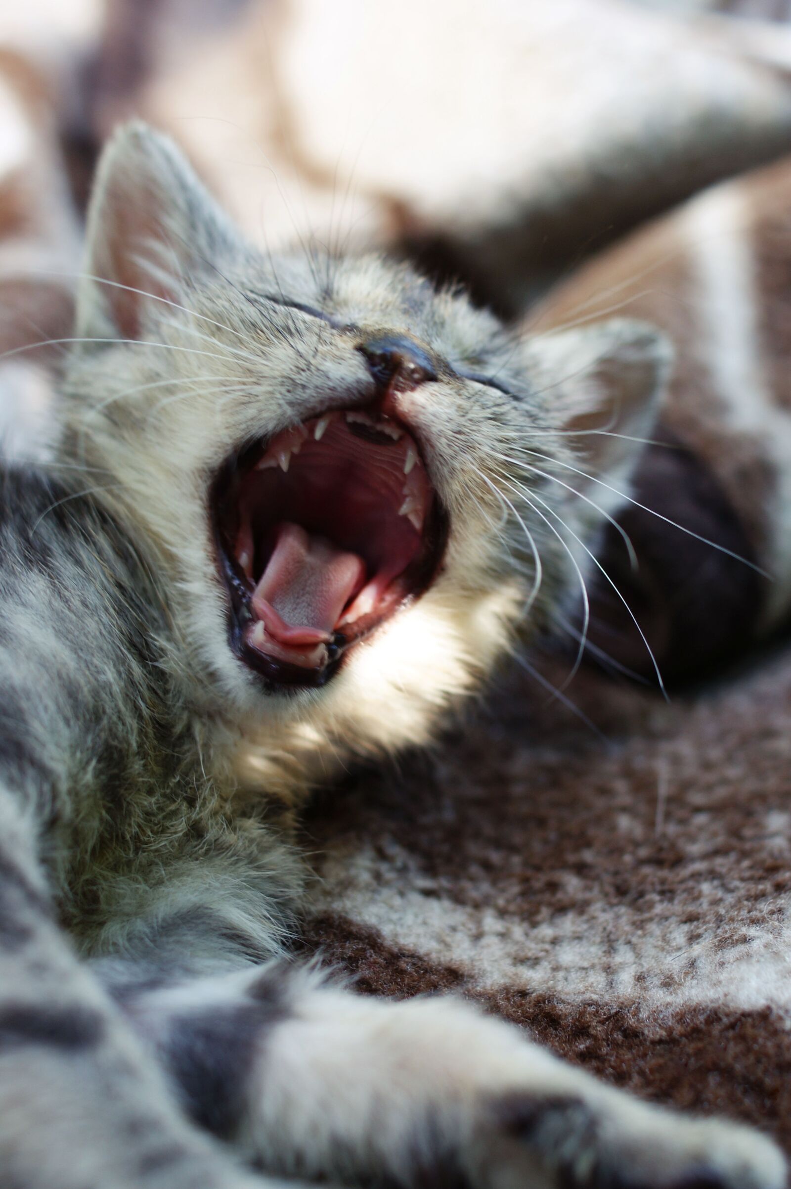 Sony Alpha DSLR-A390 sample photo. Yawn, dart, kitten photography