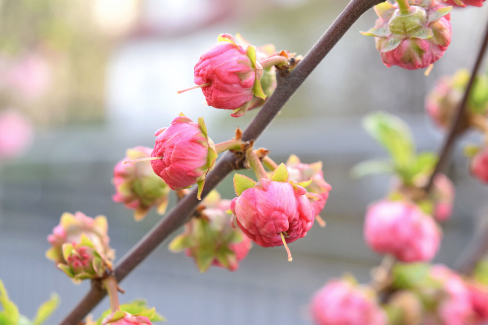 Nikon D3300 sample photo