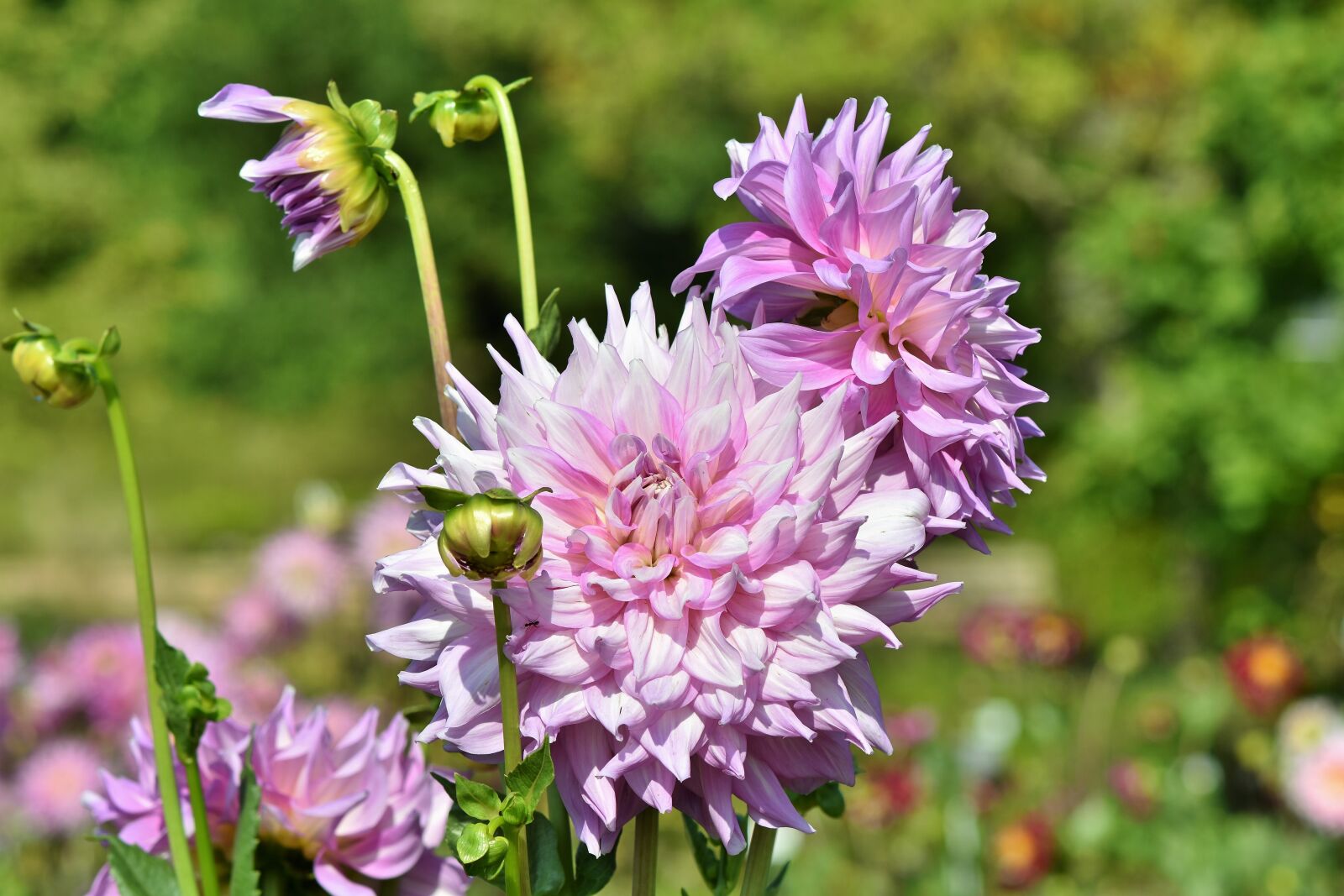 Nikon D7200 sample photo. Dahlia, cactus dahlia, flower photography