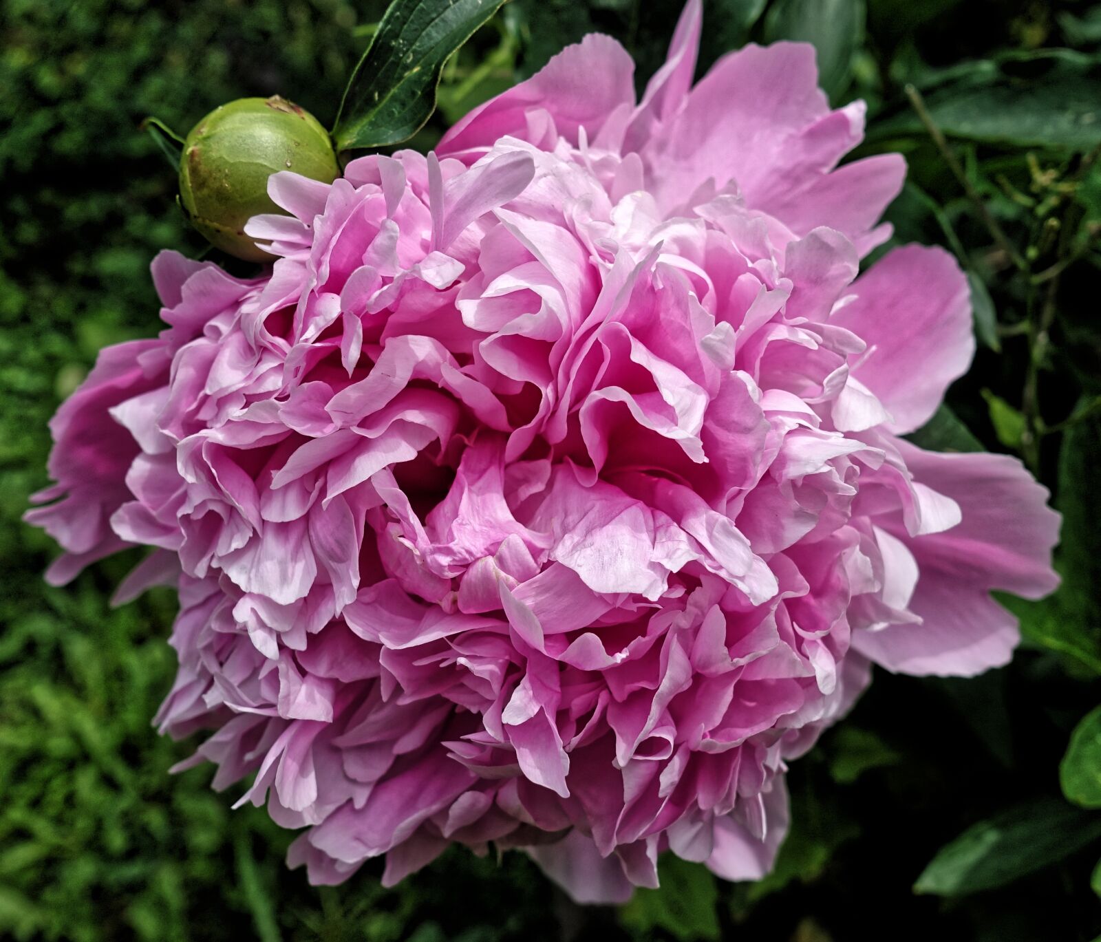 Sony DSC-RX100M5 sample photo. Peony, flower, pink photography