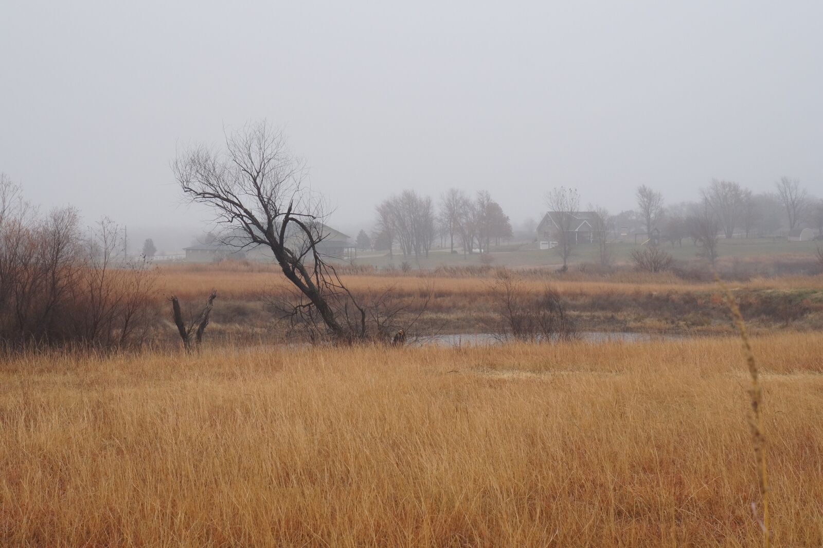 Sony Alpha a3000 sample photo. Tilted, tree, bog photography