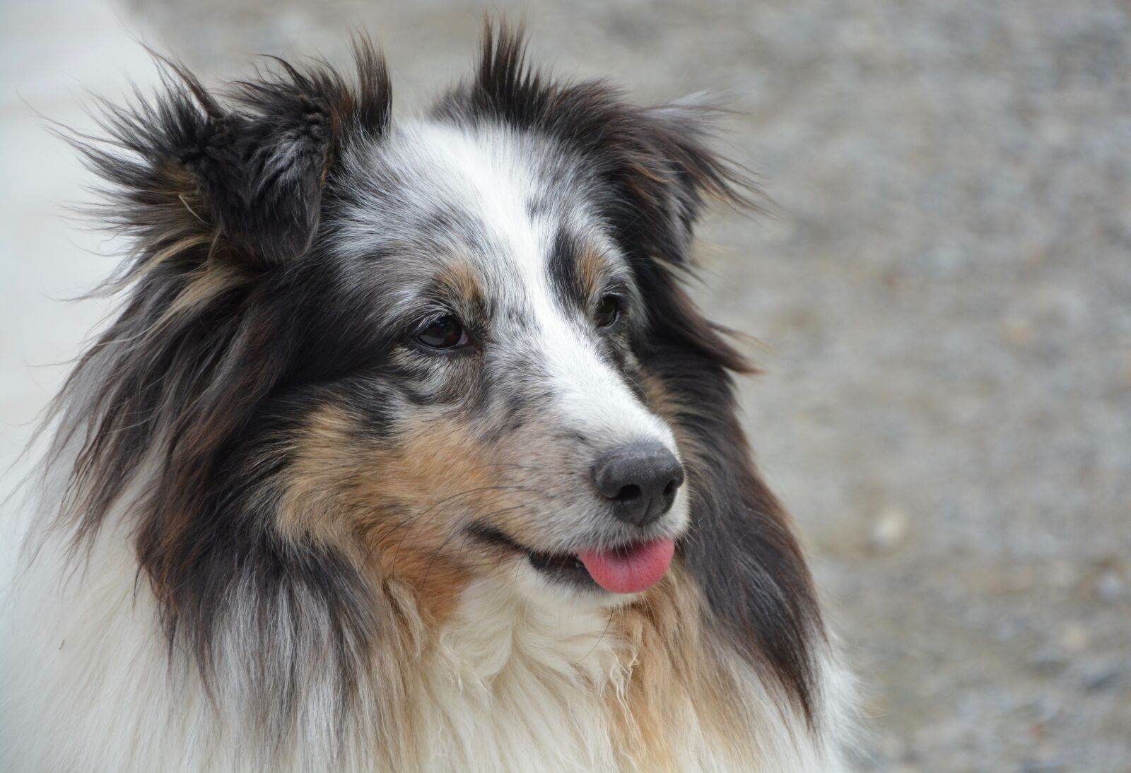 Nikon D5200 sample photo. Dog, shetland sheepdog, blue photography