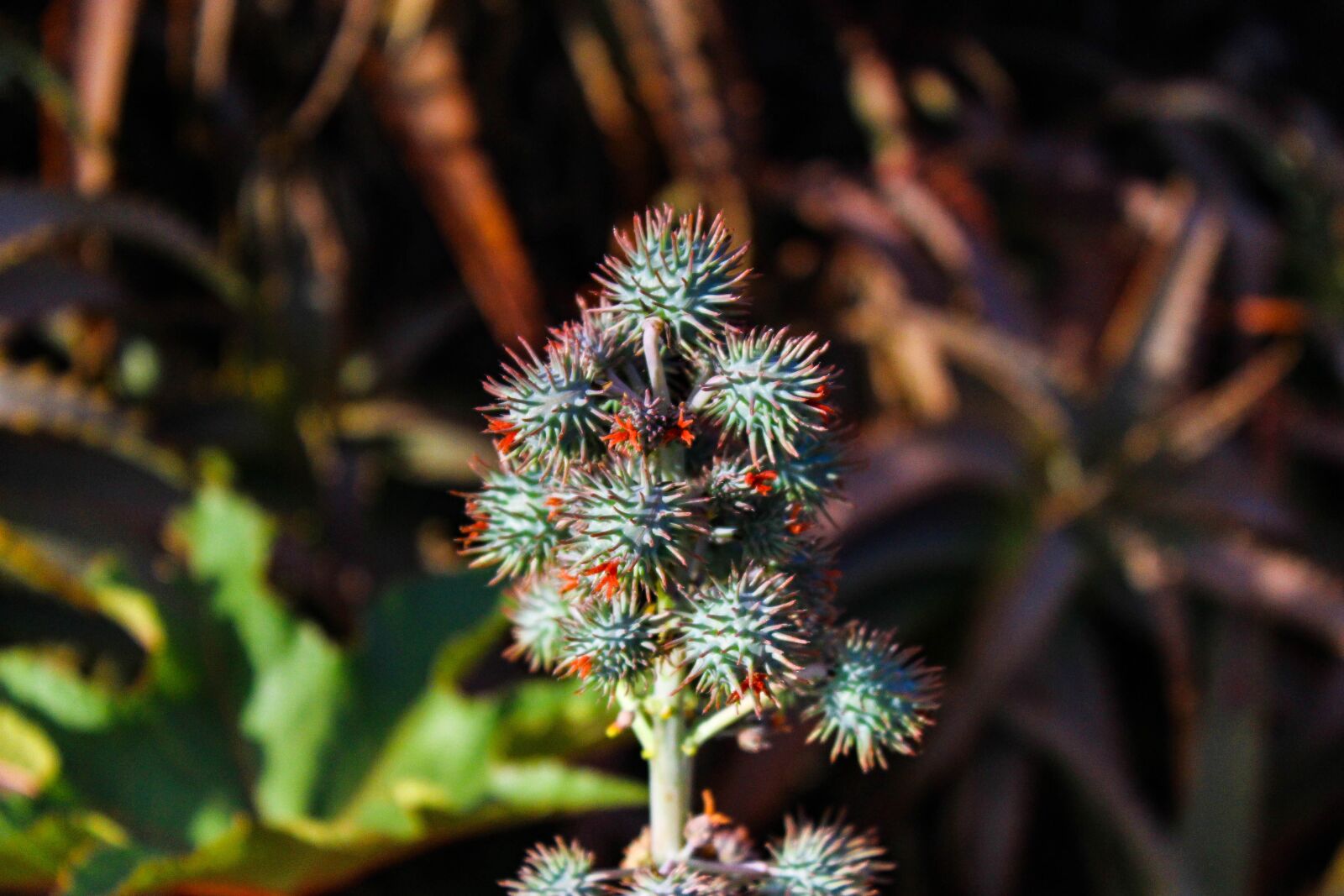 Canon EOS 600D (Rebel EOS T3i / EOS Kiss X5) sample photo. Flower, vegetation, nature photography