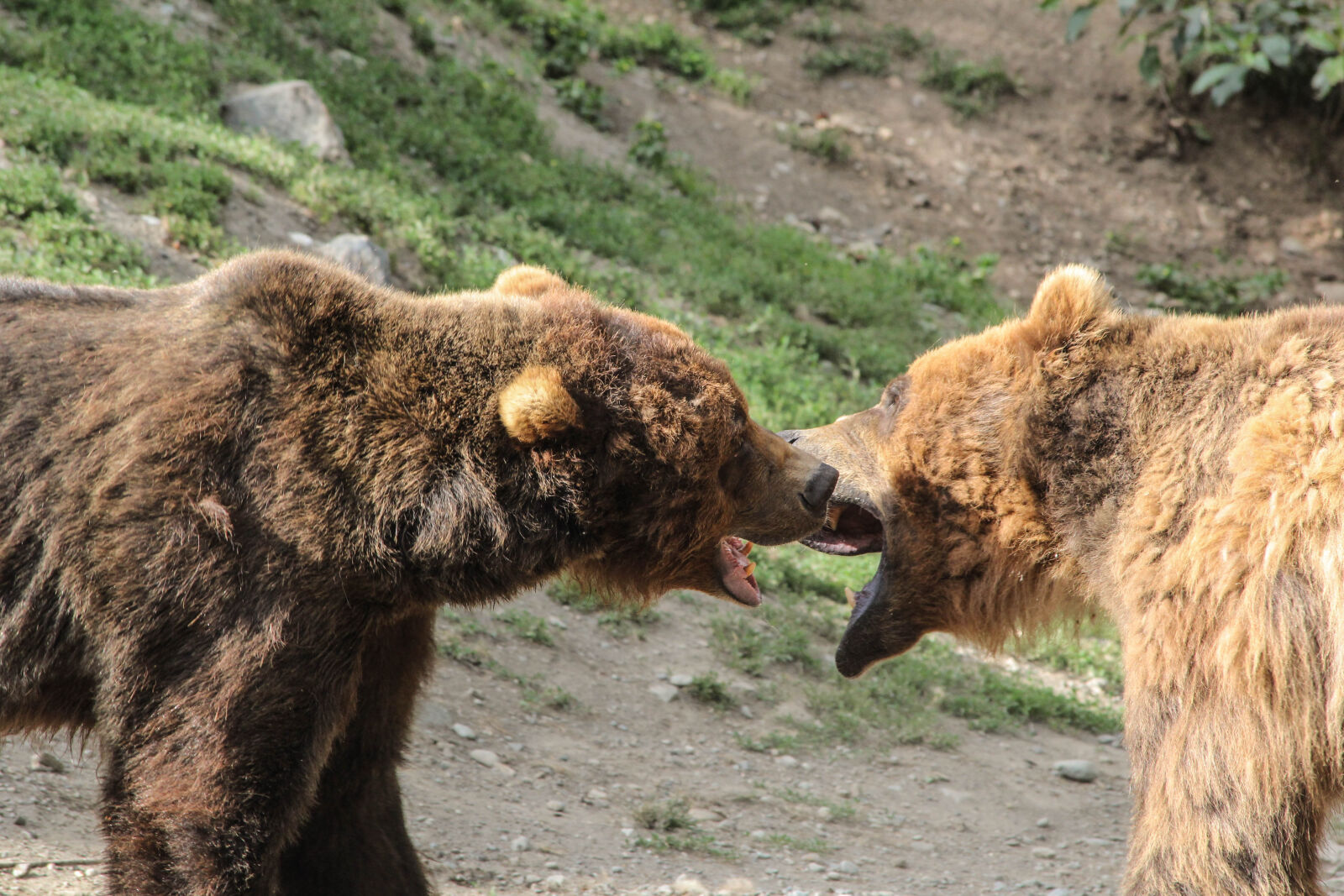 Canon EOS 60D sample photo. Alaska, bears, fighting, grizzly photography