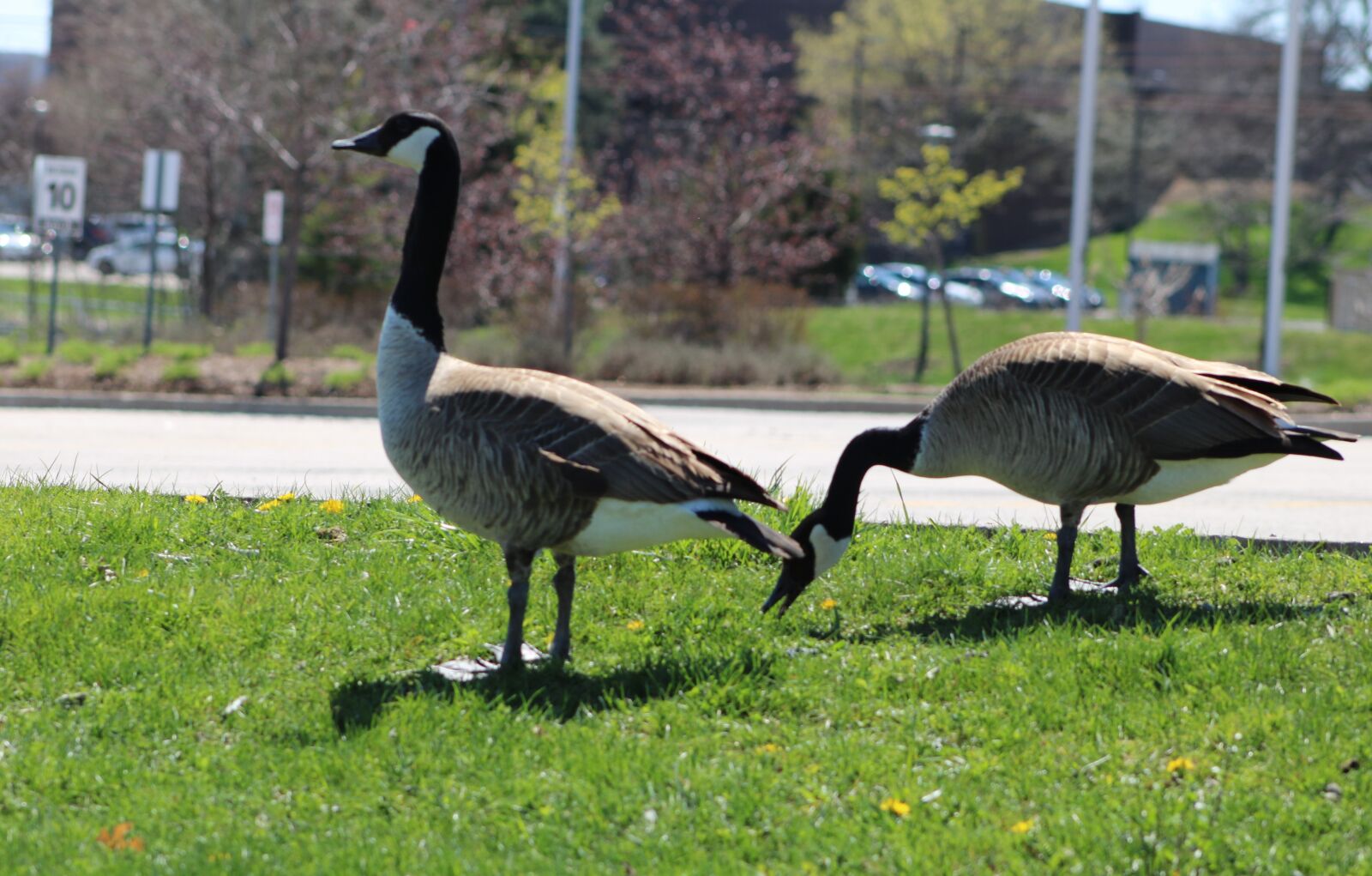 Canon EF75-300mm f/4-5.6 sample photo. Geese, canada geese, canada photography