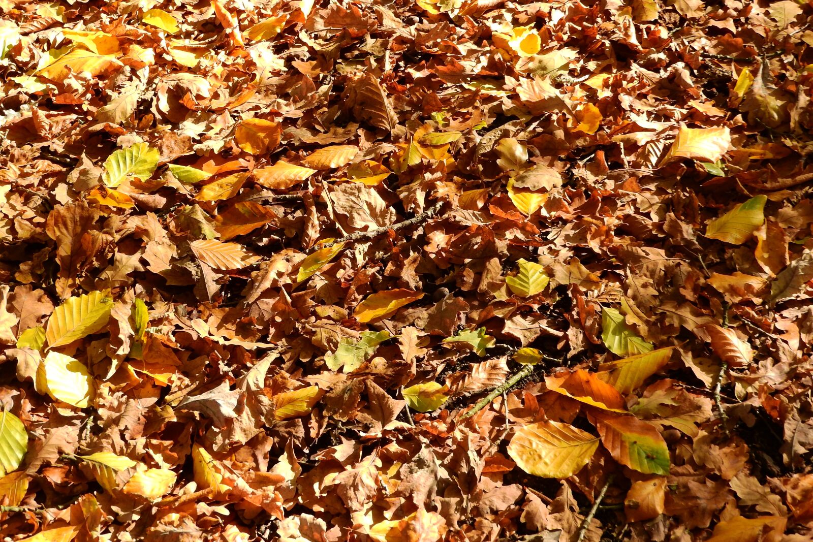 Nikon Coolpix P610 sample photo. Leaves, beech, oak photography