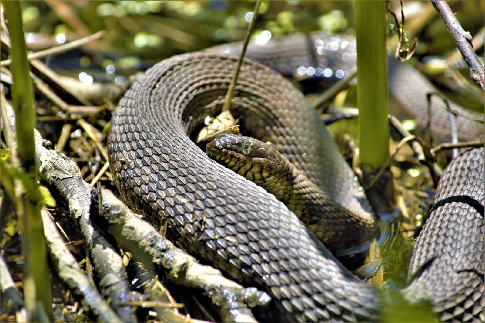 Nikon D7100 sample photo. Snake, sunning, hiding photography