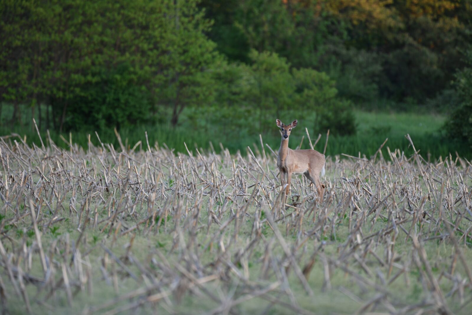 Nikon D850 sample photo. Buck, deer, wildlife photography