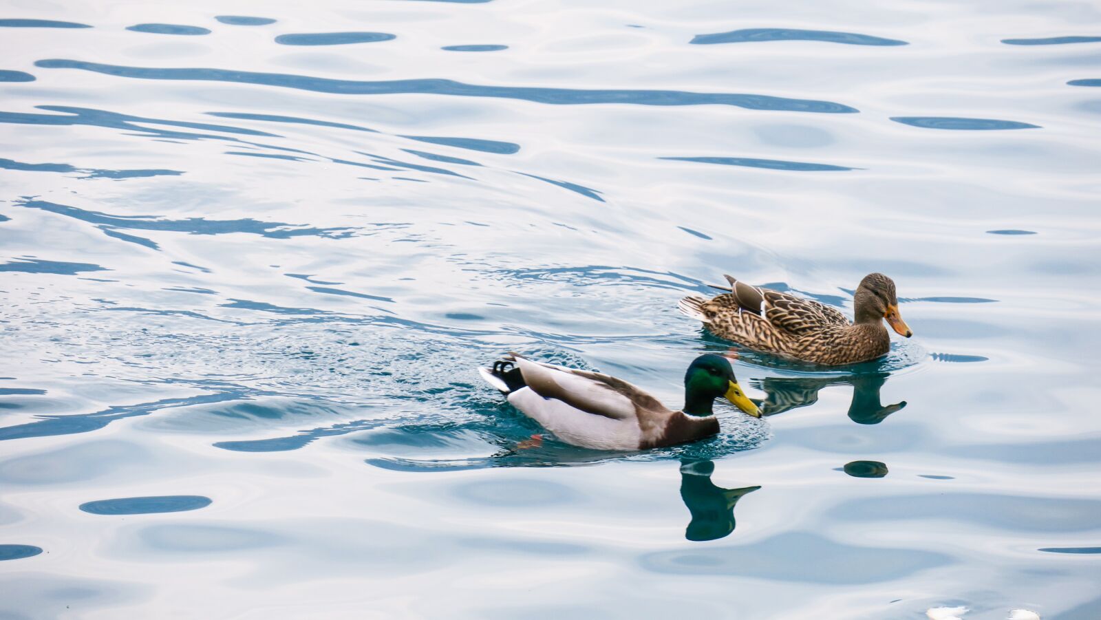 Canon PowerShot G3 X sample photo. Ducks, sea, water photography
