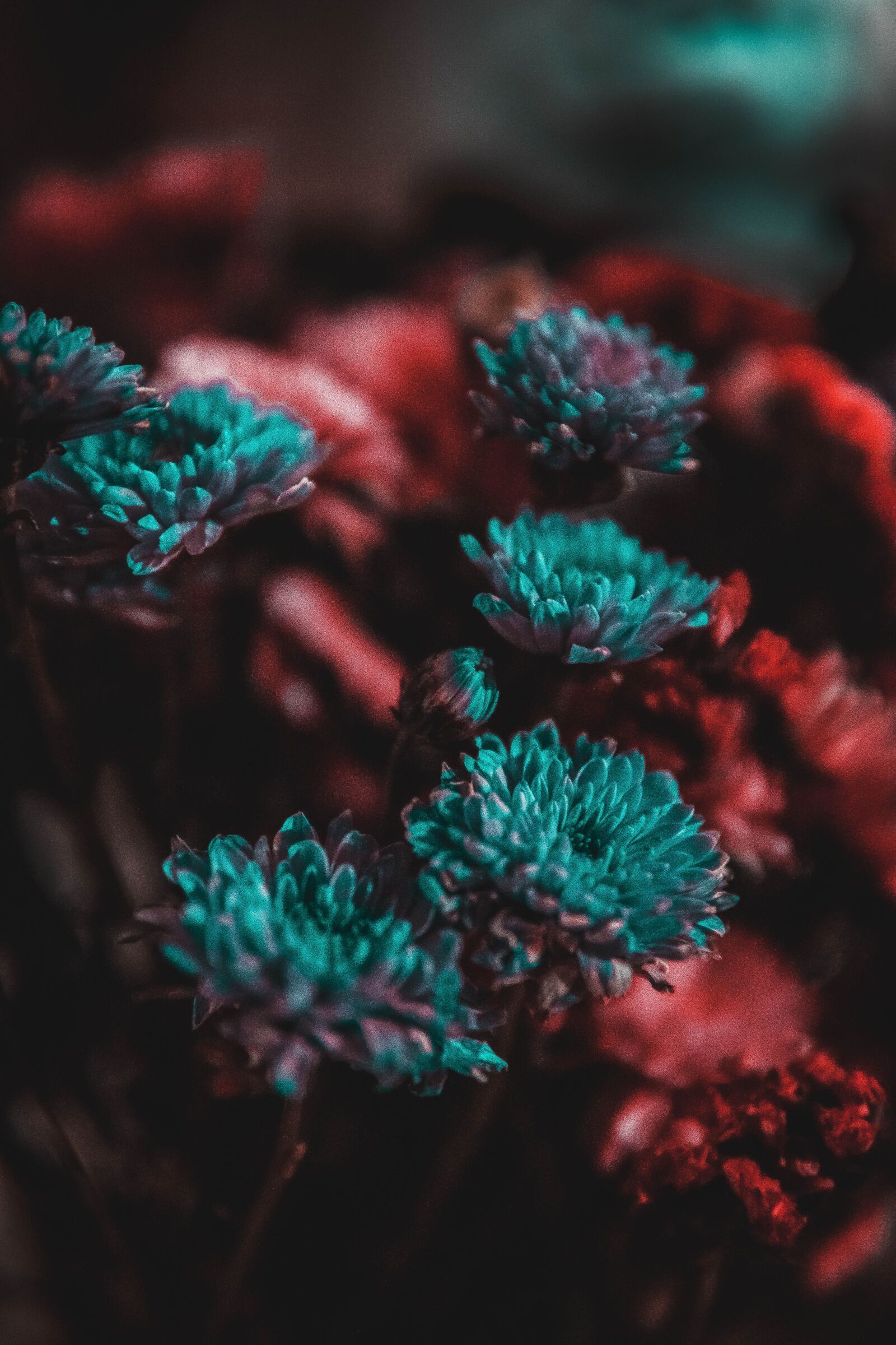 30mm F1.4 DC DN | Contemporary 016 sample photo. Flowers, vintage, colors photography