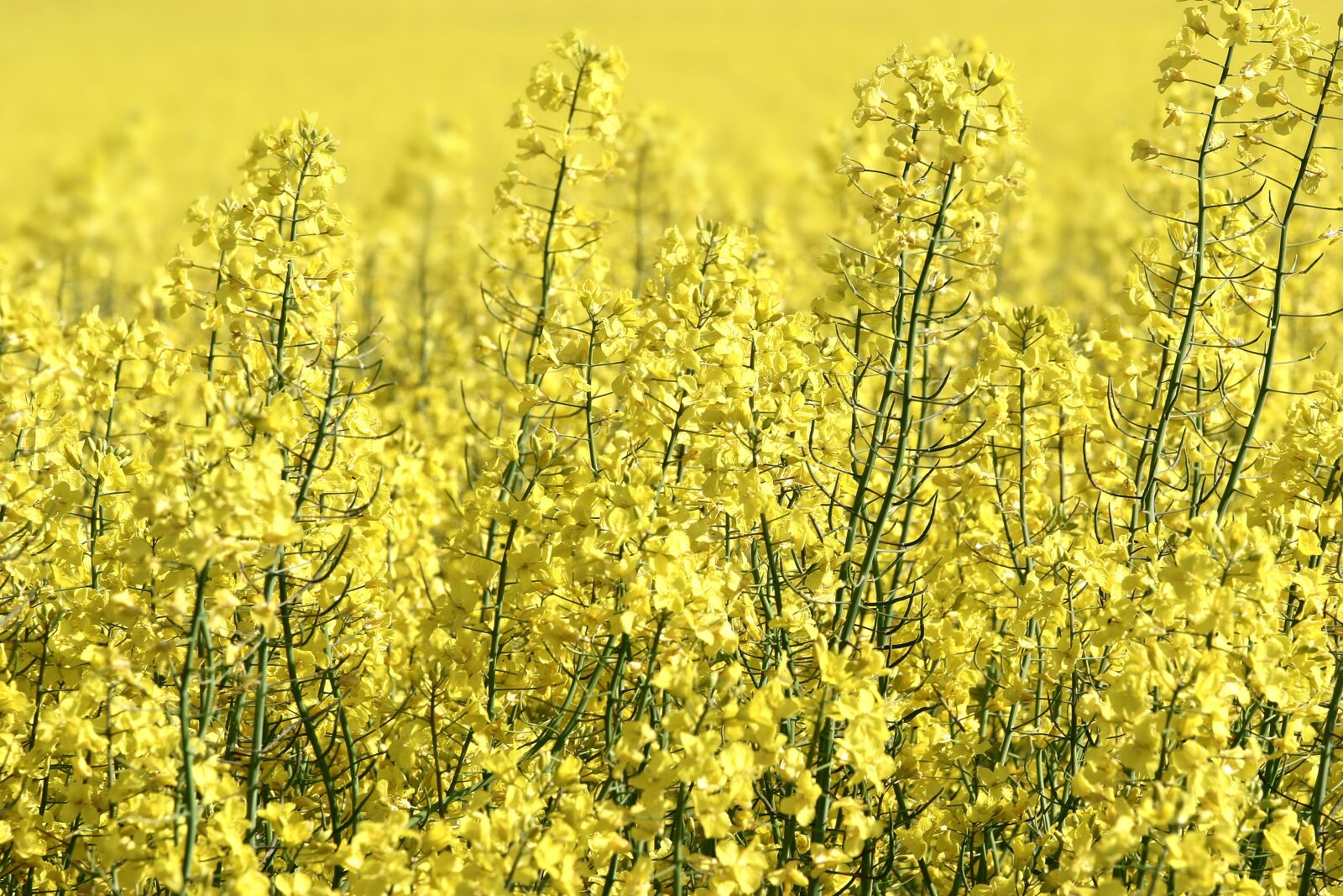 Canon EOS 20D sample photo. Rapeseed, field, yellow photography